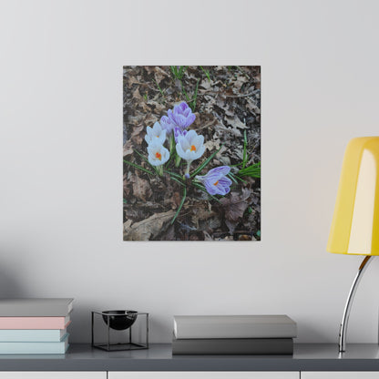 Mixed Colour Crocuses, Matte Canvas, Stretched, 0.75" - The Trio Synergize Group