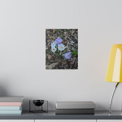 Mixed Colour Crocuses, Matte Canvas, Stretched, 0.75" - The Trio Synergize Group