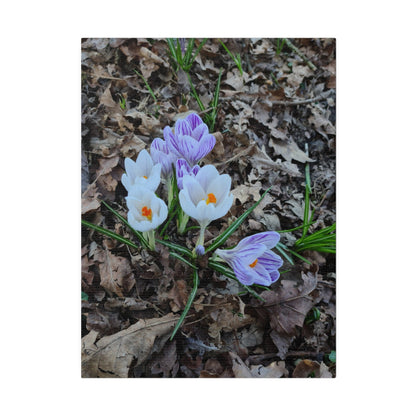 Mixed Colour Crocuses, Matte Canvas, Stretched, 0.75" - The Trio Synergize Group