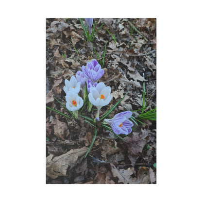 Mixed Colour Crocuses, Matte Canvas, Stretched, 0.75" - The Trio Synergize Group