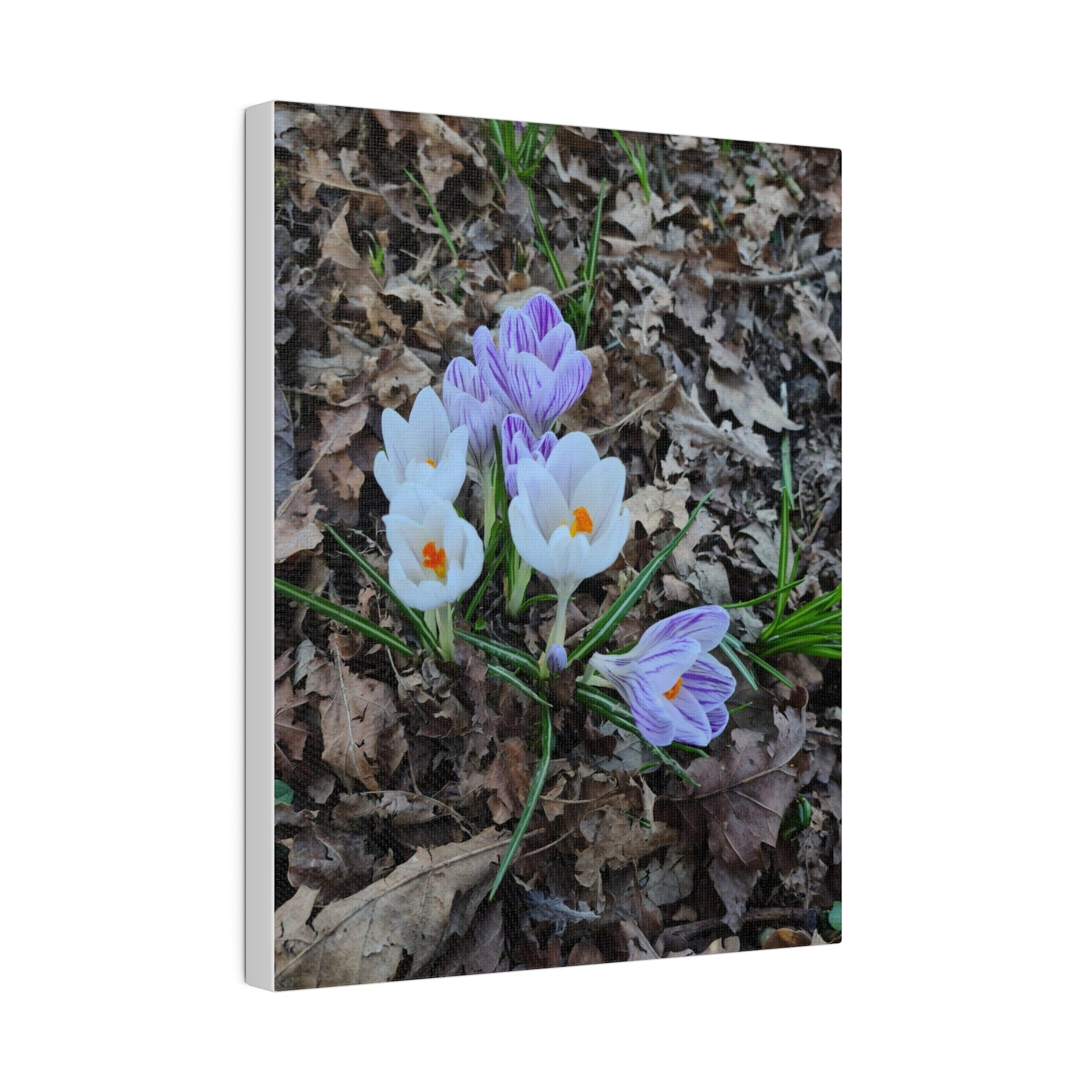 Mixed Colour Crocuses, Matte Canvas, Stretched, 0.75" - The Trio Synergize Group