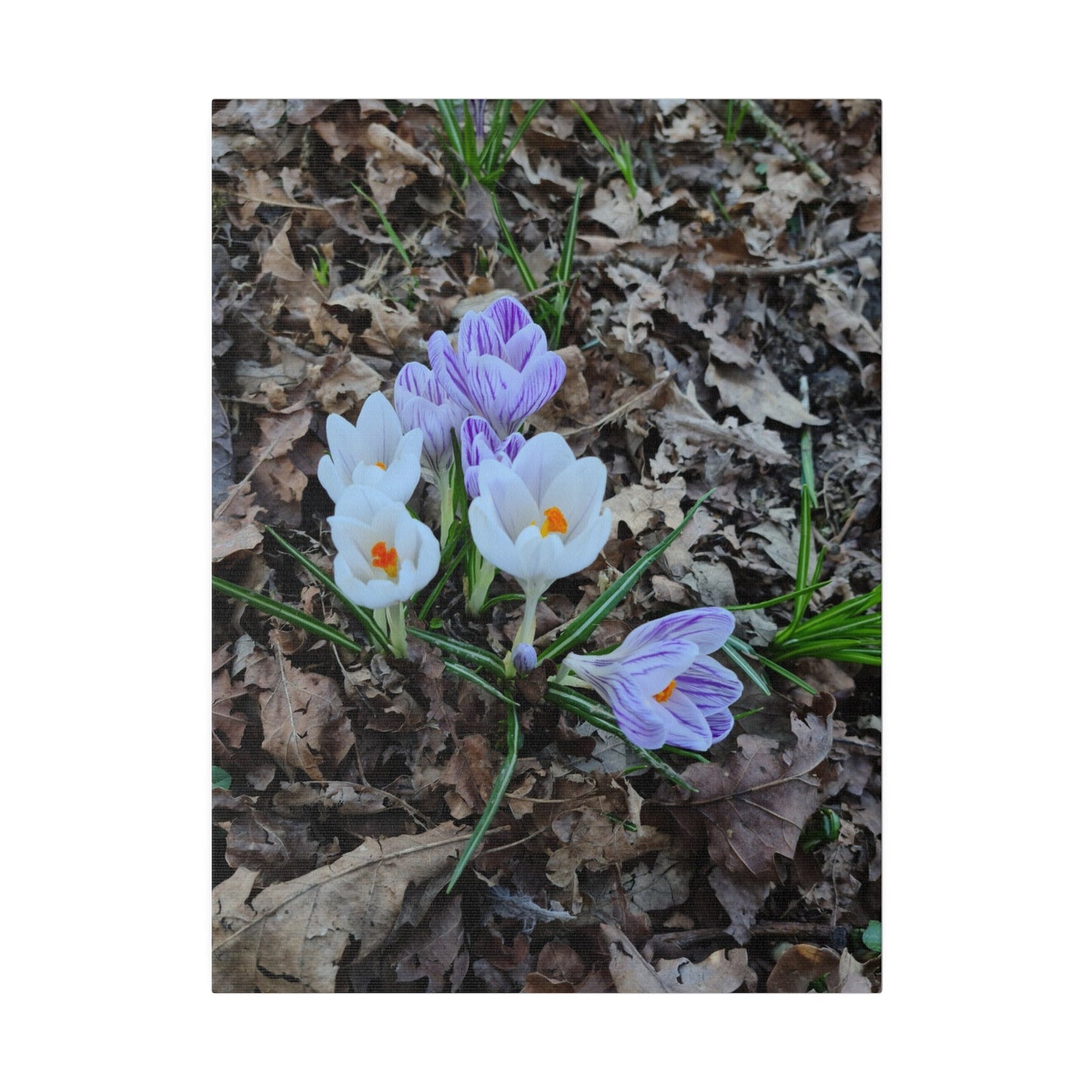 Mixed Colour Crocuses, Matte Canvas, Stretched, 0.75" - The Trio Synergize Group