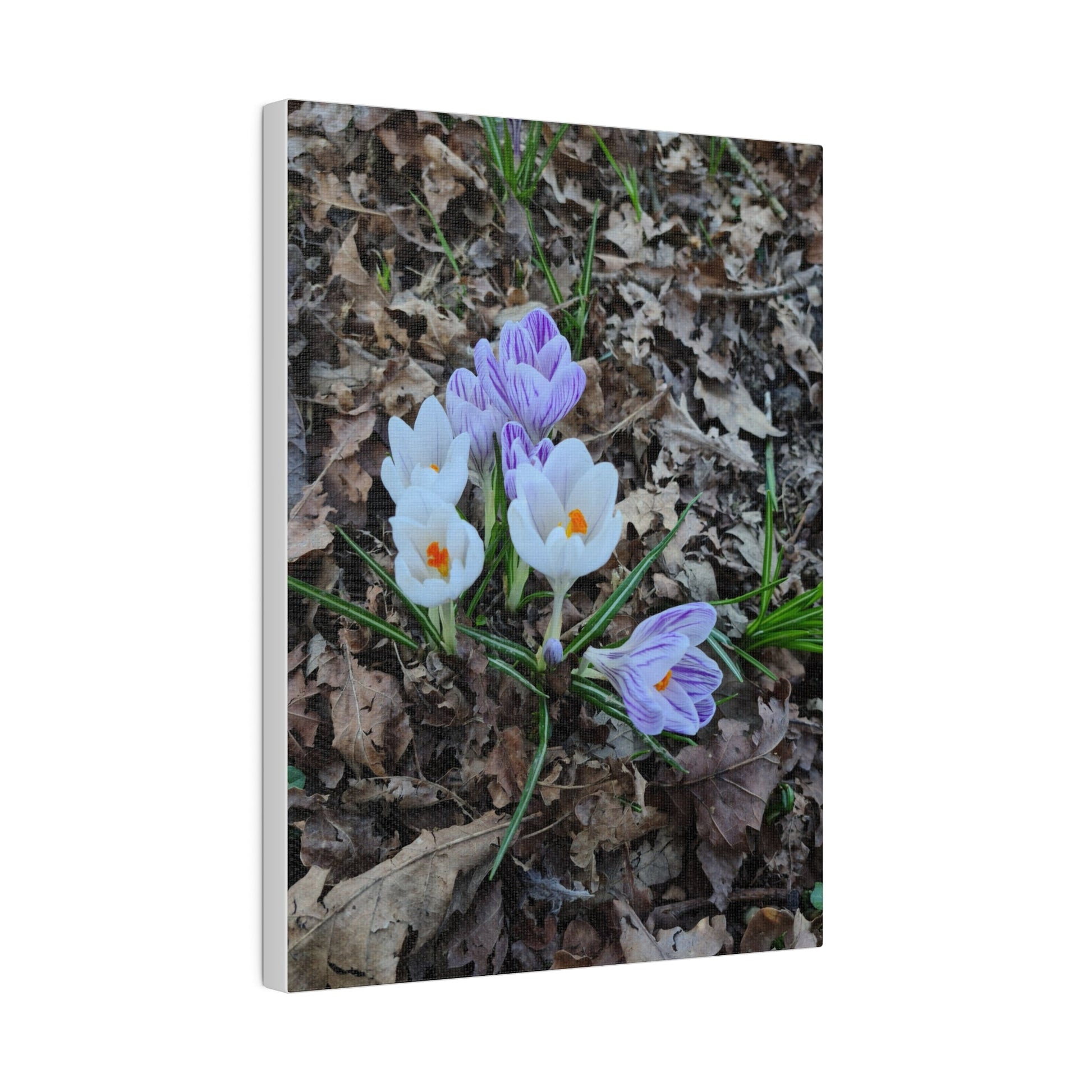 Mixed Colour Crocuses, Matte Canvas, Stretched, 0.75" - The Trio Synergize Group