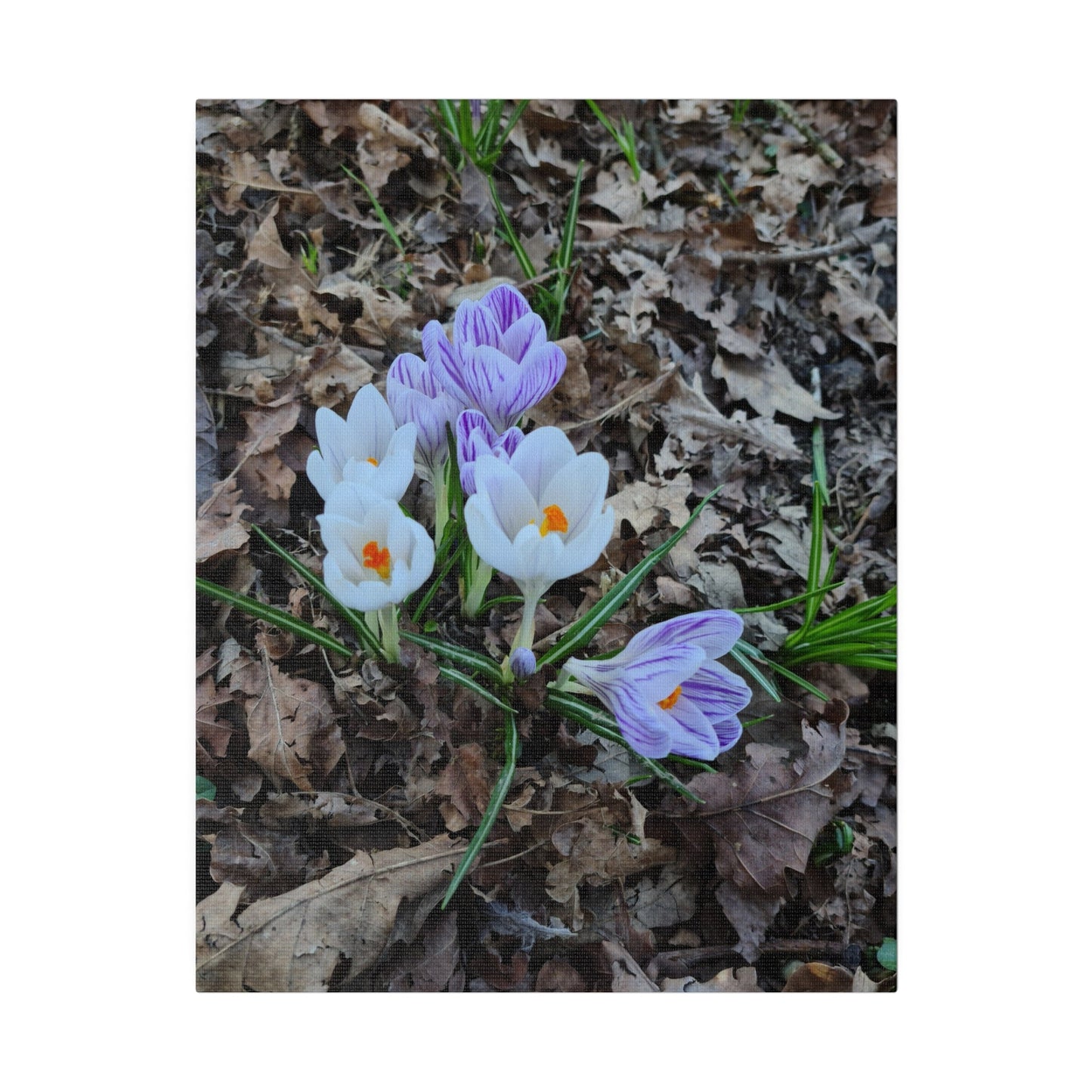 Mixed Colour Crocuses, Matte Canvas, Stretched, 0.75" - The Trio Synergize Group