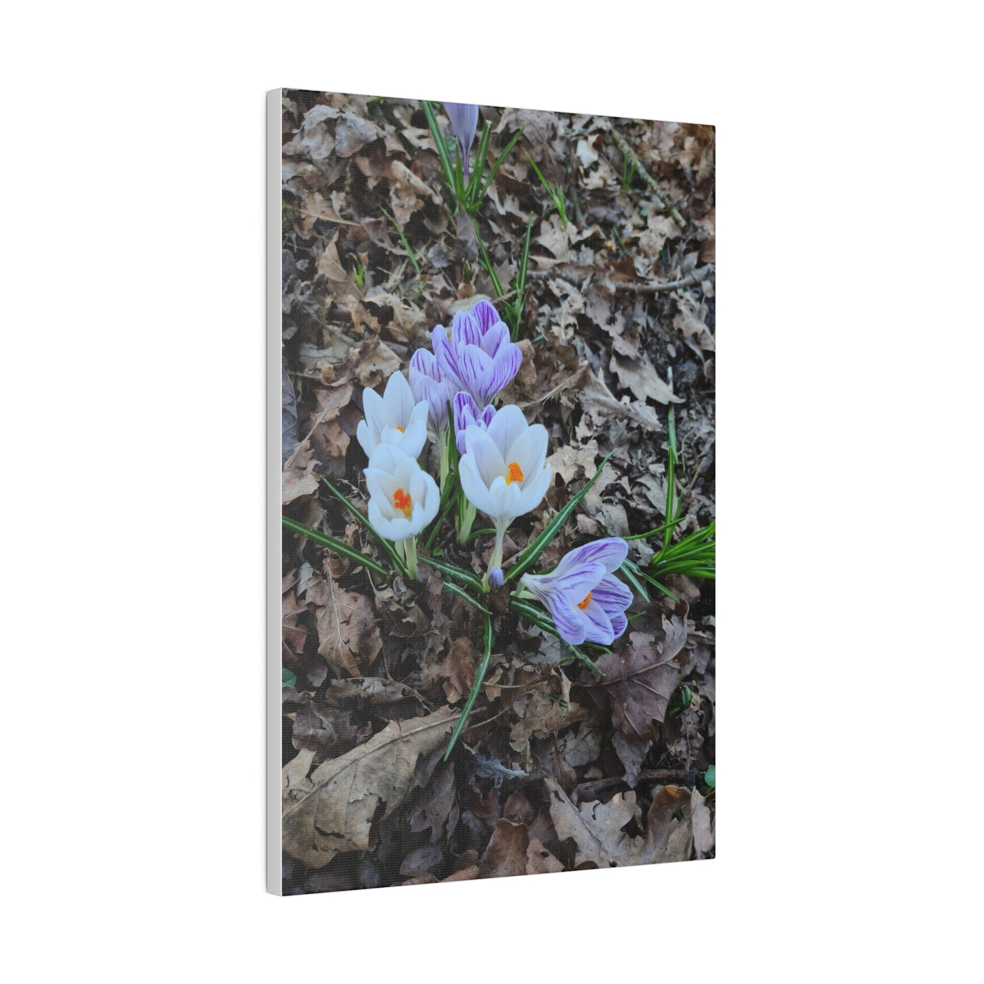 Mixed Colour Crocuses, Matte Canvas, Stretched, 0.75" - The Trio Synergize Group