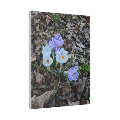 Mixed Colour Crocuses, Matte Canvas, Stretched, 0.75" - The Trio Synergize Group