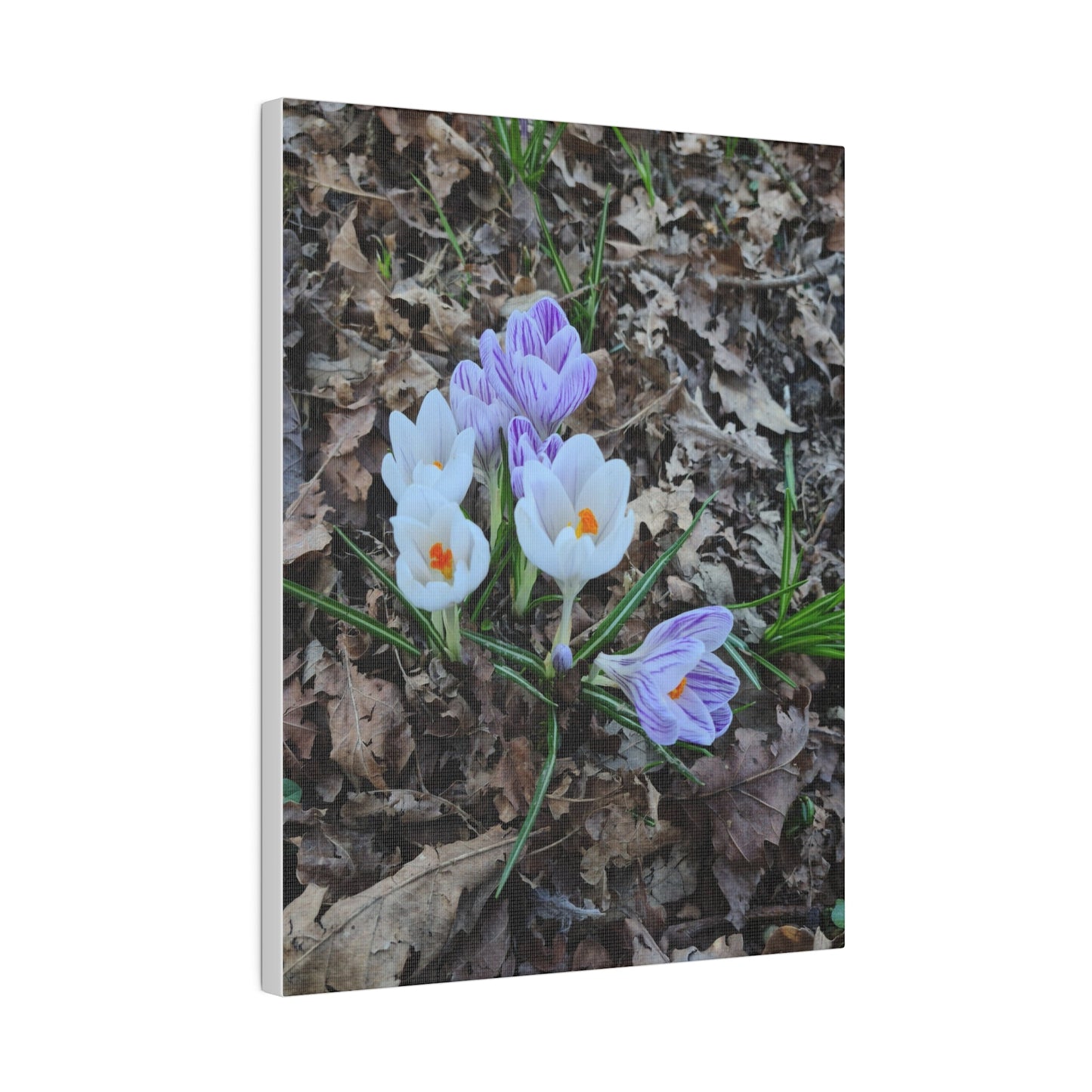 Mixed Colour Crocuses, Matte Canvas, Stretched, 0.75" - The Trio Synergize Group