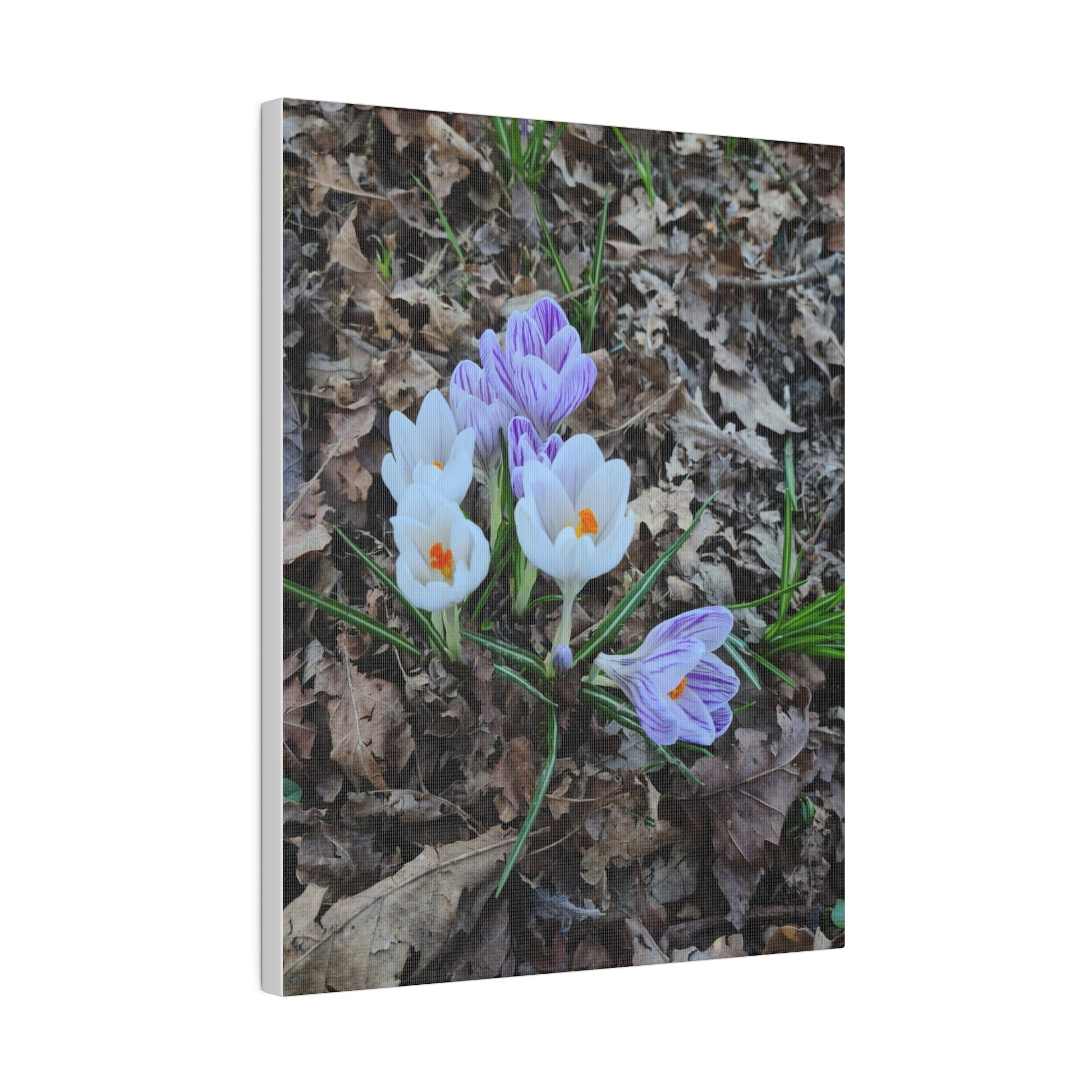 Mixed Colour Crocuses, Matte Canvas, Stretched, 0.75" - The Trio Synergize Group