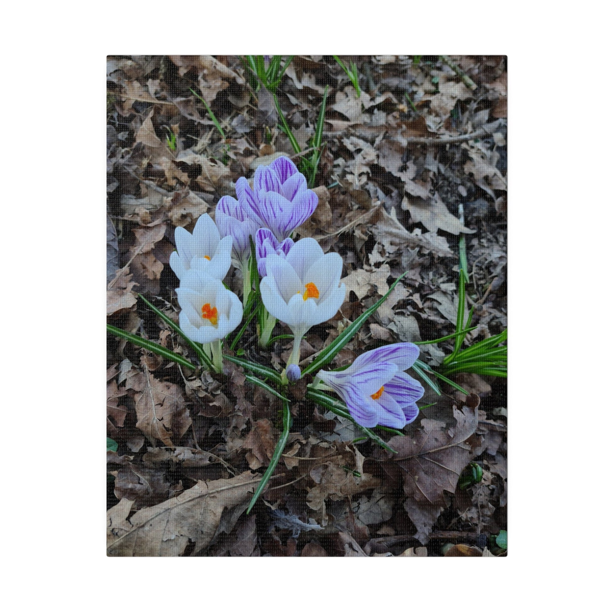 Mixed Colour Crocuses, Matte Canvas, Stretched, 0.75" - The Trio Synergize Group