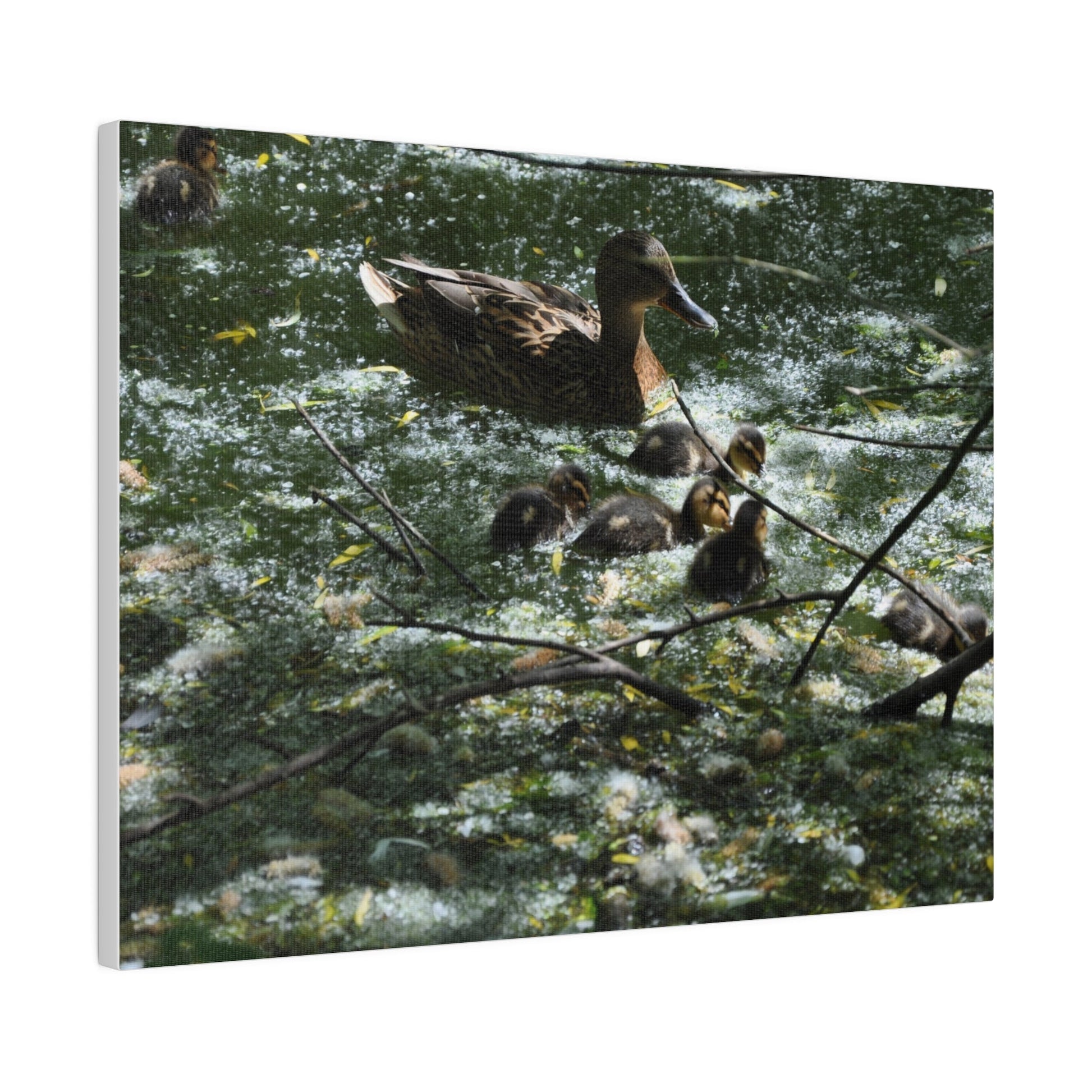 Mother And Ducklings Swimming, Matte Canvas, Stretched, 0.75" - The Trio Synergize Group