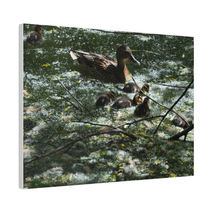 Mother And Ducklings Swimming, Matte Canvas, Stretched, 0.75" - The Trio Synergize Group