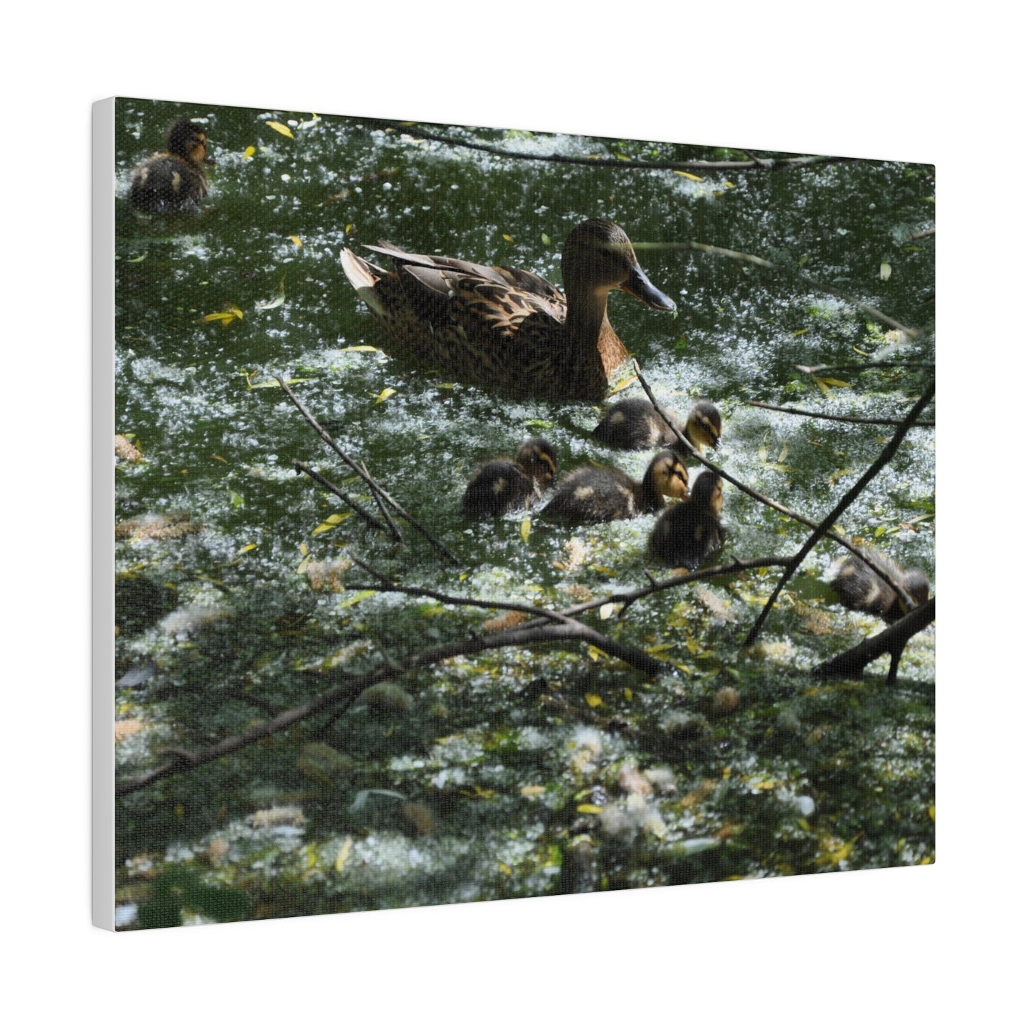 Mother And Ducklings Swimming, Matte Canvas, Stretched, 0.75" - The Trio Synergize Group