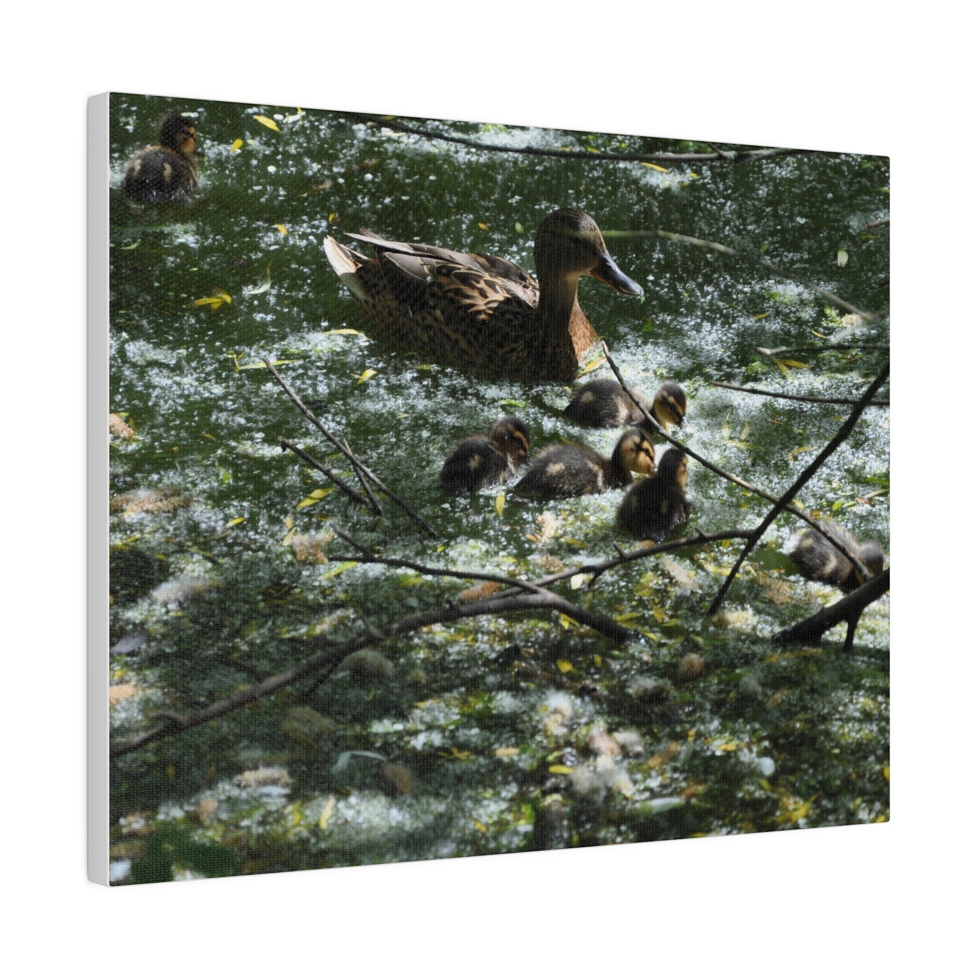 Mother And Ducklings Swimming, Matte Canvas, Stretched, 0.75" - The Trio Synergize Group