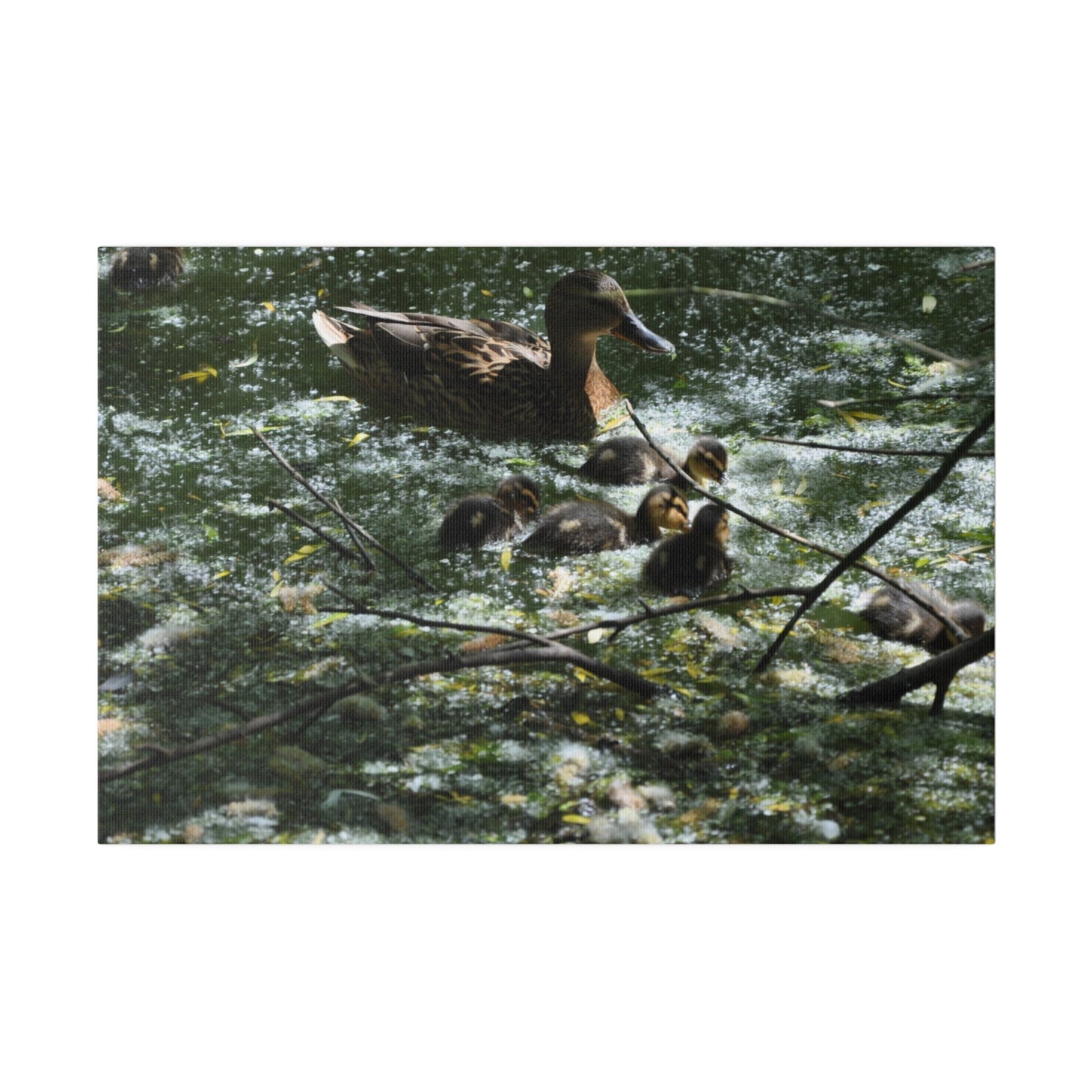Mother And Ducklings Swimming, Matte Canvas, Stretched, 0.75" - The Trio Synergize Group
