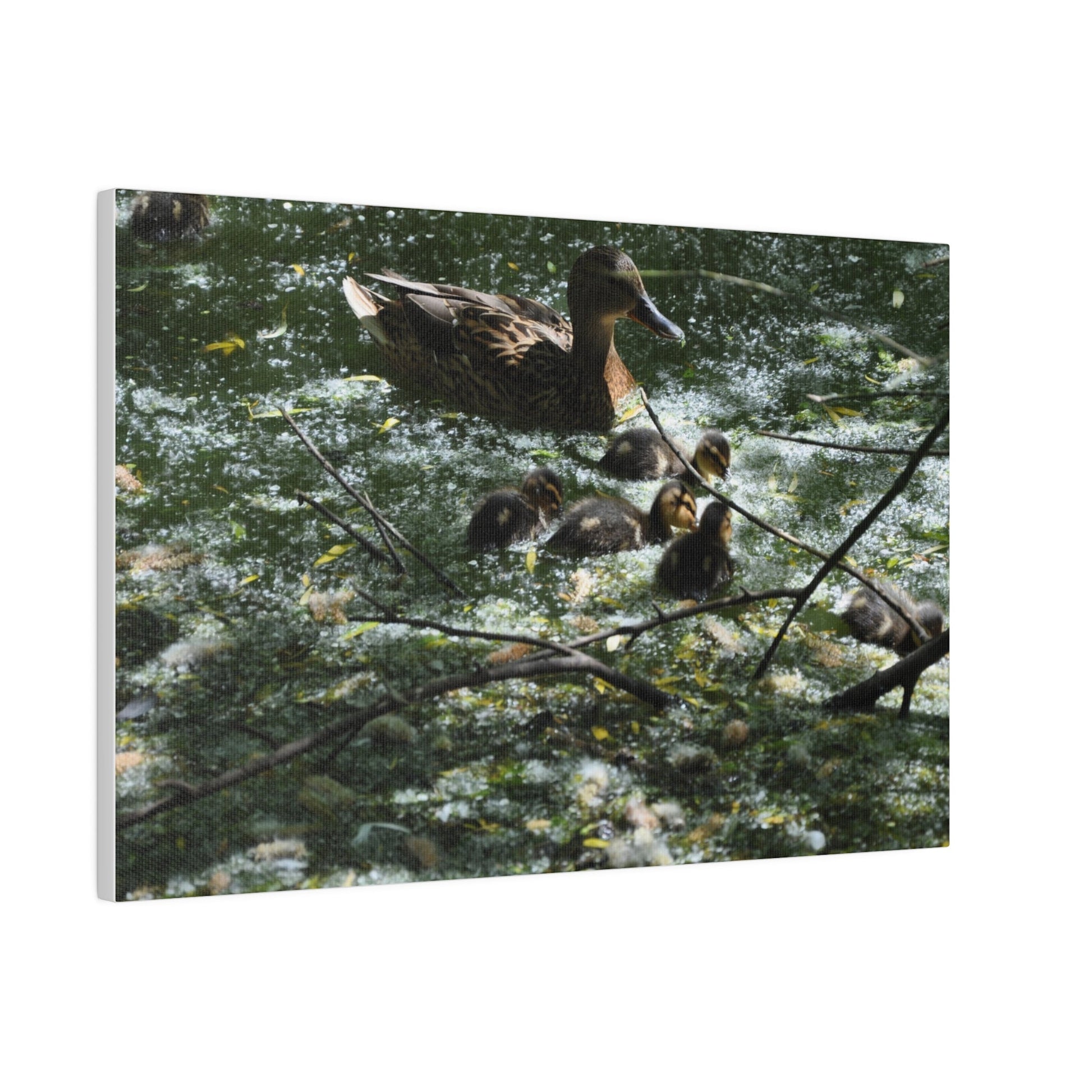 Mother And Ducklings Swimming, Matte Canvas, Stretched, 0.75" - The Trio Synergize Group