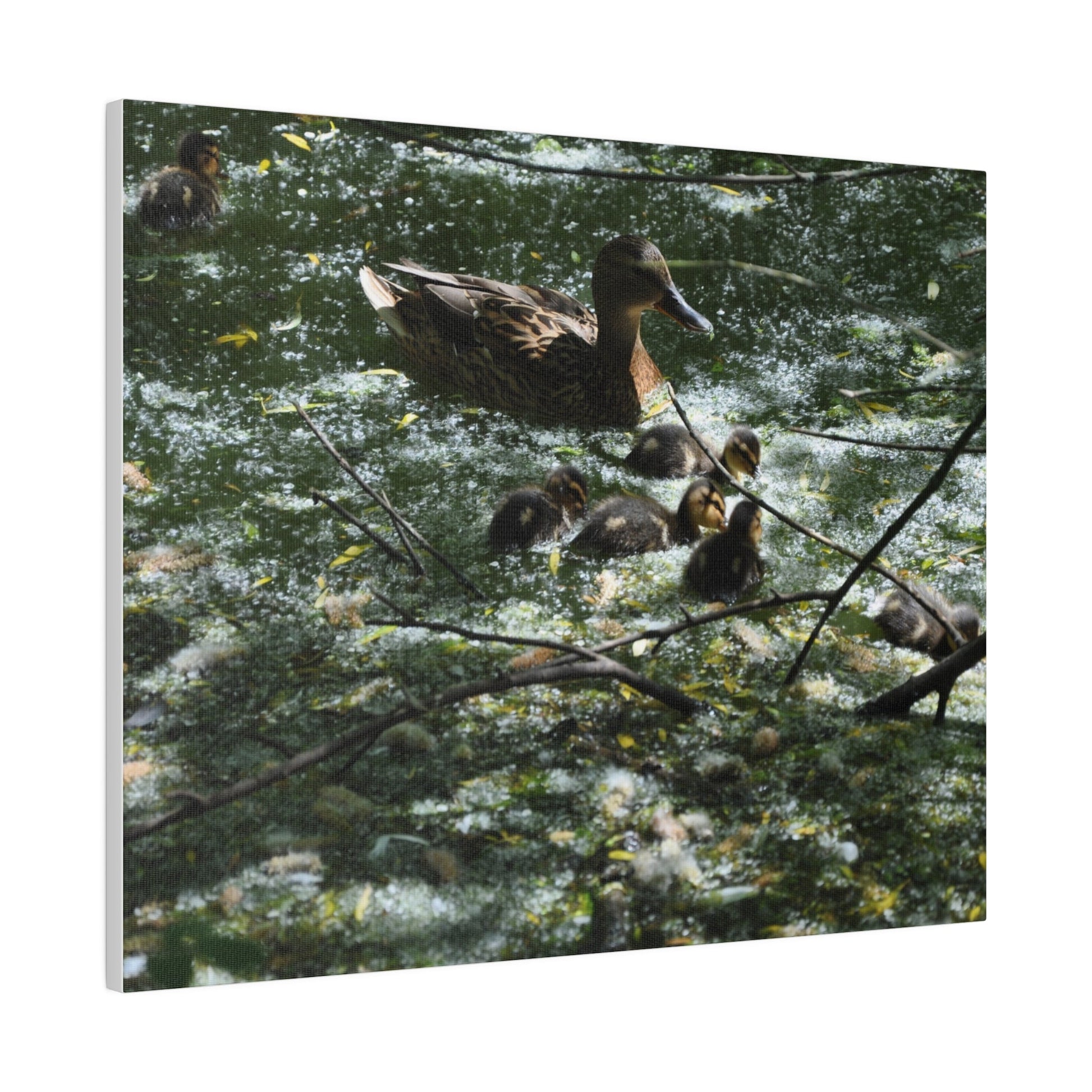 Mother And Ducklings Swimming, Matte Canvas, Stretched, 0.75" - The Trio Synergize Group