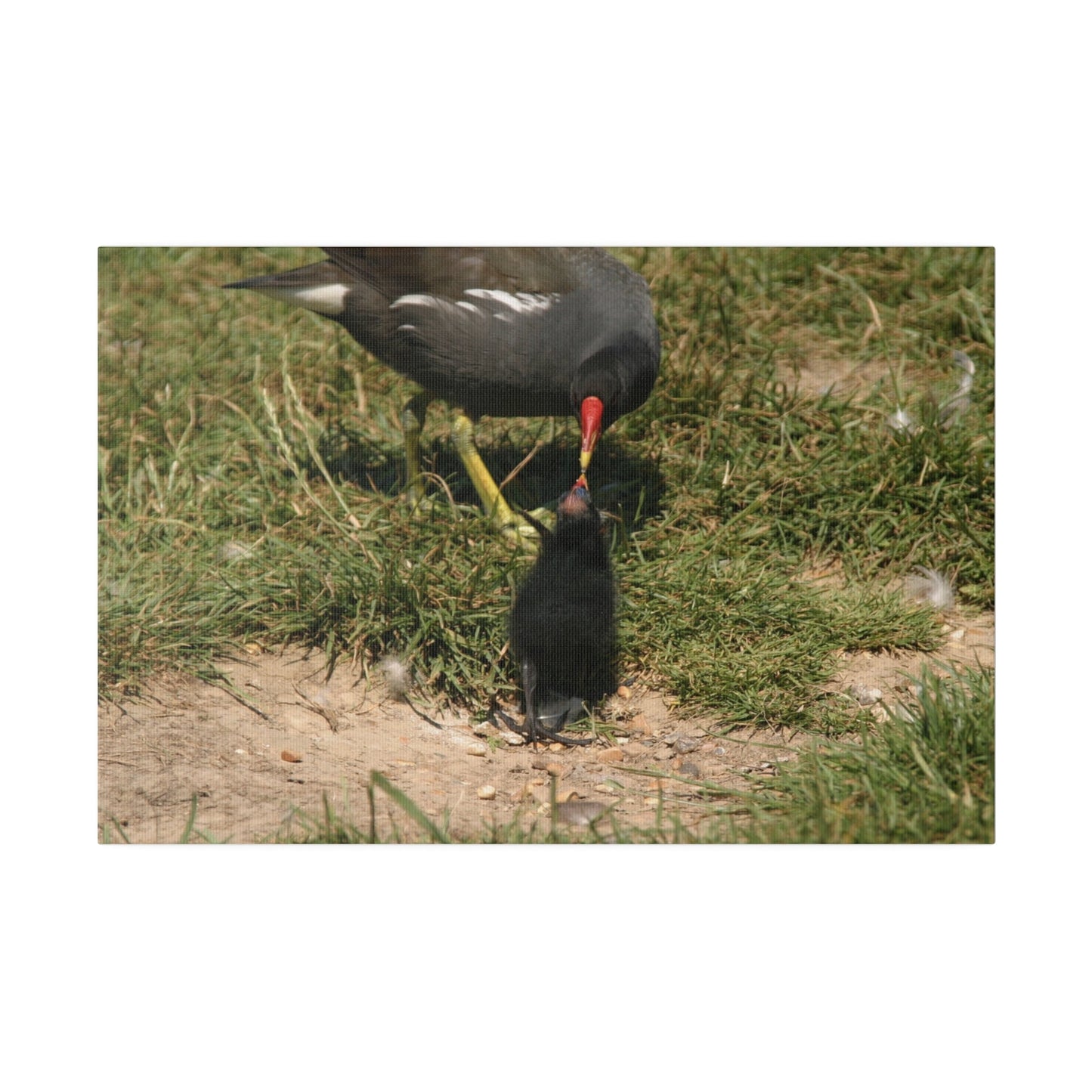 Mother Moorhen Feeding Her Chick, Matte Canvas, Stretched, 0.75" - The Trio Synergize Group