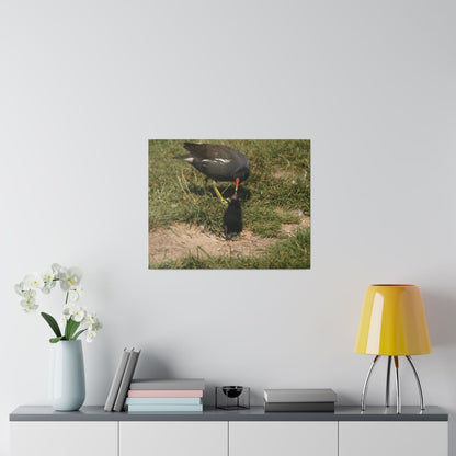 Mother Moorhen Feeding Her Chick, Matte Canvas, Stretched, 0.75" - The Trio Synergize Group