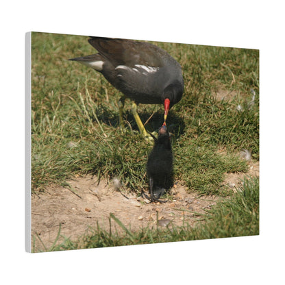 Mother Moorhen Feeding Her Chick, Matte Canvas, Stretched, 0.75" - The Trio Synergize Group