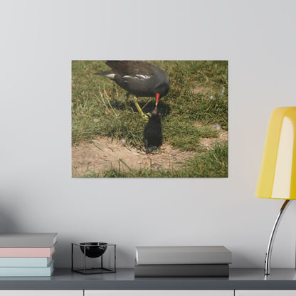 Mother Moorhen Feeding Her Chick, Matte Canvas, Stretched, 0.75" - The Trio Synergize Group