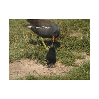 Mother Moorhen Feeding Her Chick, Matte Canvas, Stretched, 0.75" - The Trio Synergize Group