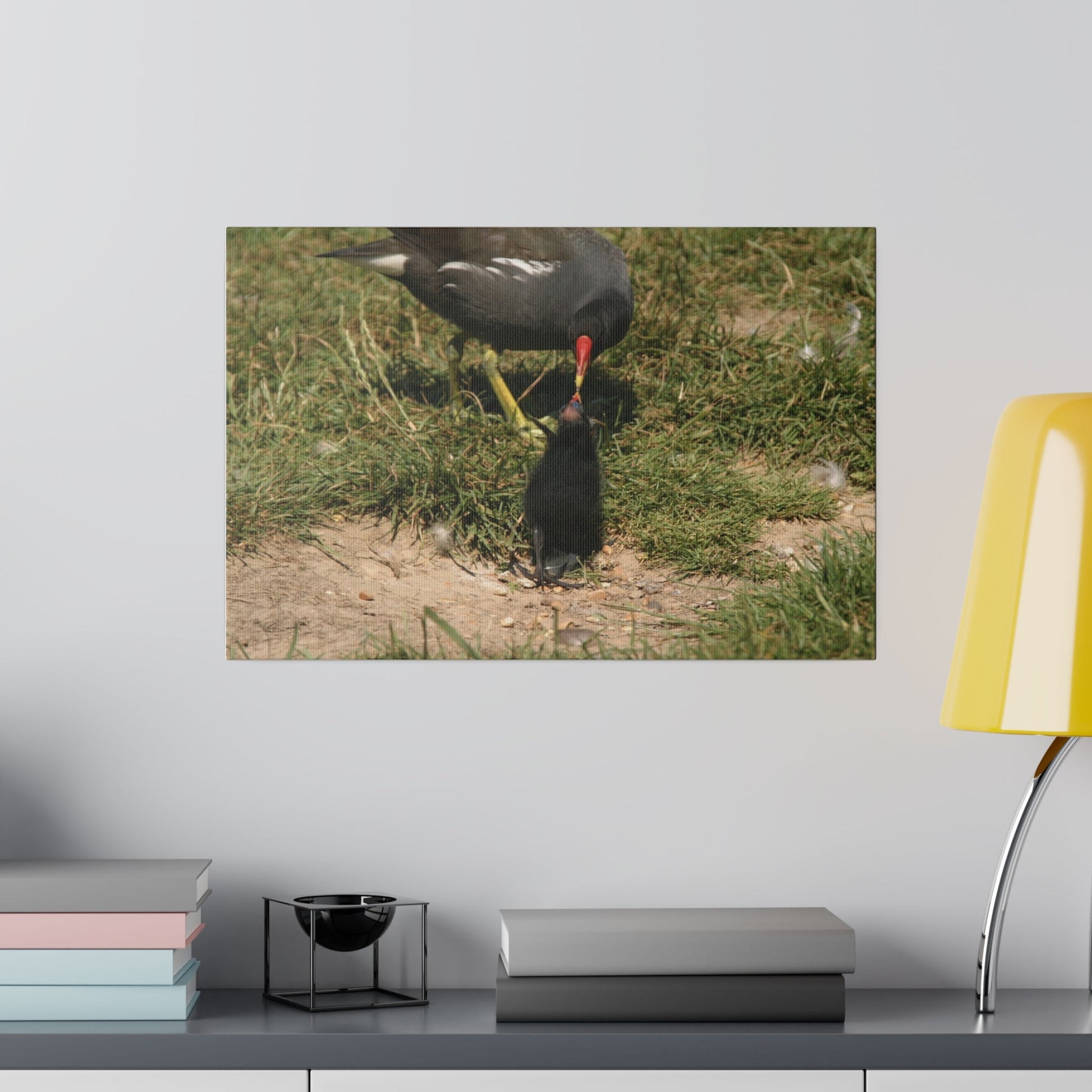 Mother Moorhen Feeding Her Chick, Matte Canvas, Stretched, 0.75" - The Trio Synergize Group