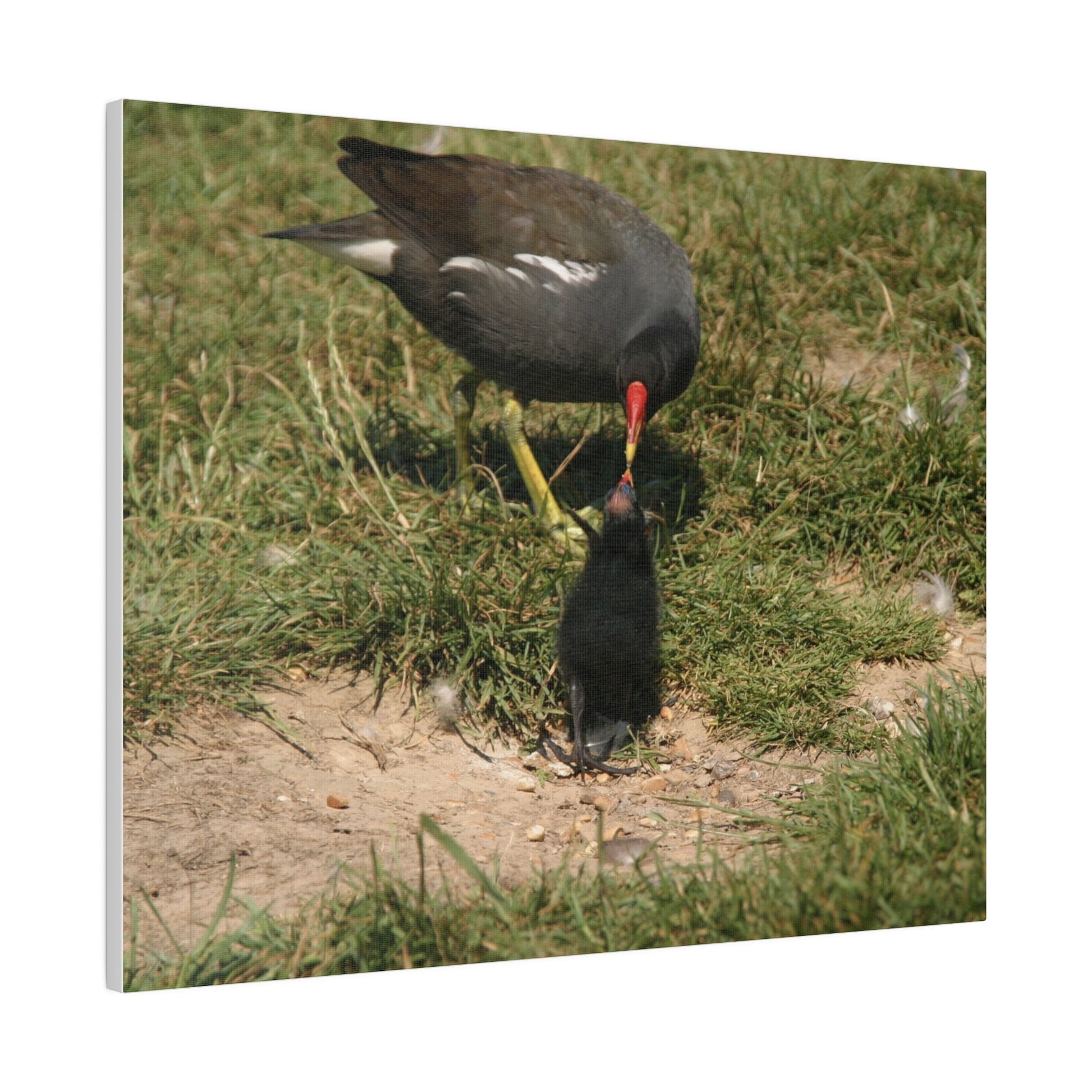 Mother Moorhen Feeding Her Chick, Matte Canvas, Stretched, 0.75" - The Trio Synergize Group