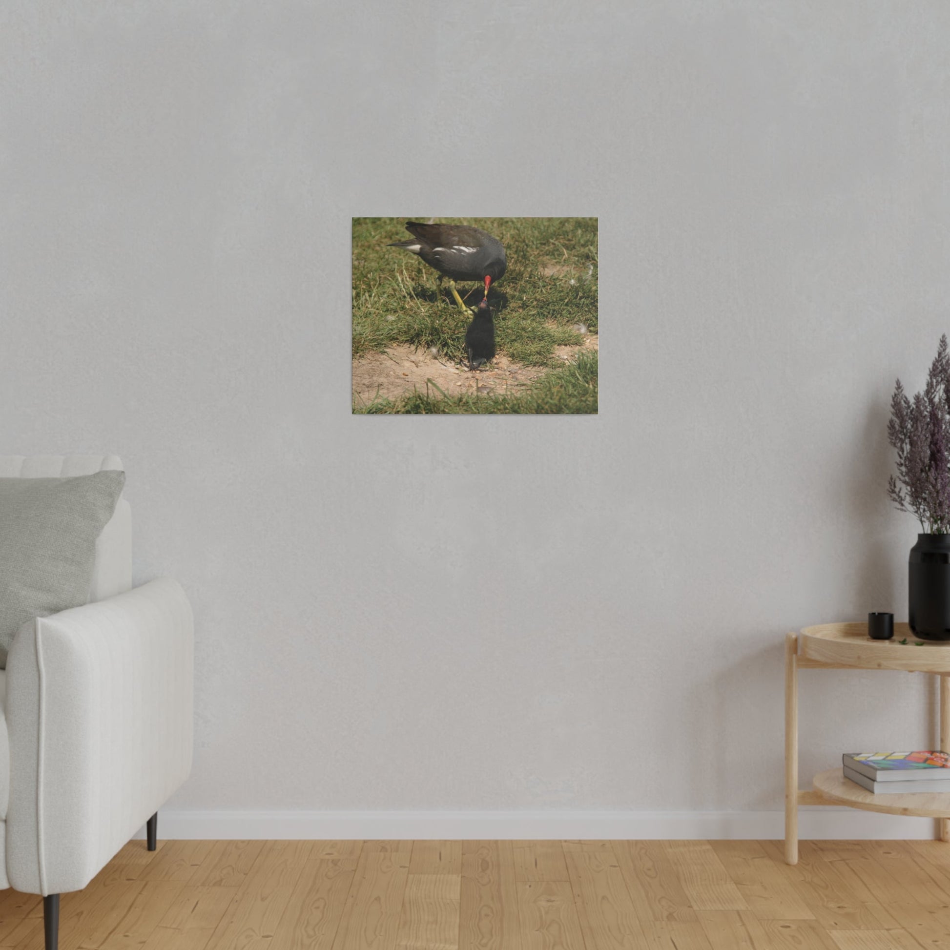 Mother Moorhen Feeding Her Chick, Matte Canvas, Stretched, 0.75" - The Trio Synergize Group