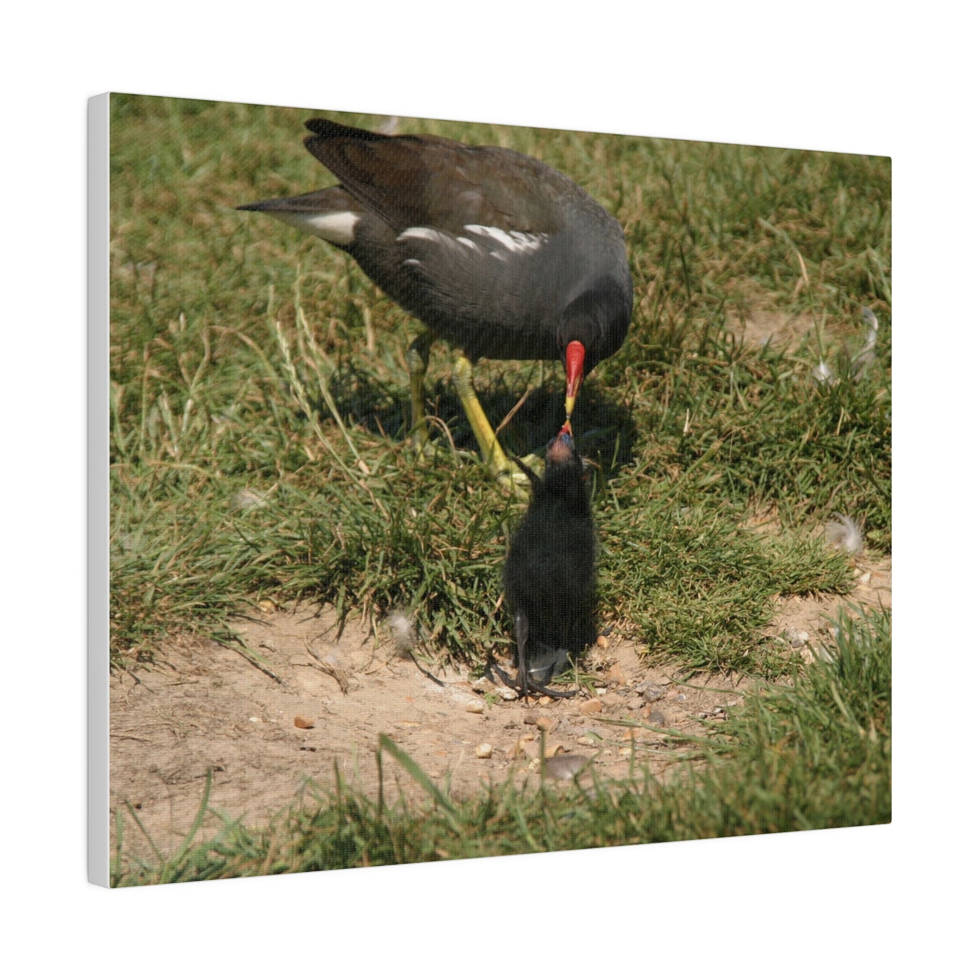 Mother Moorhen Feeding Her Chick, Matte Canvas, Stretched, 0.75" - The Trio Synergize Group