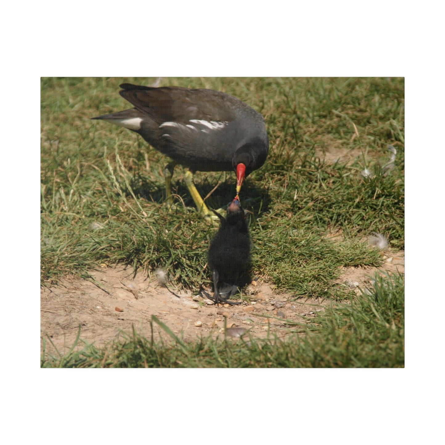 Mother Moorhen Feeding Her Chick, Matte Canvas, Stretched, 0.75" - The Trio Synergize Group