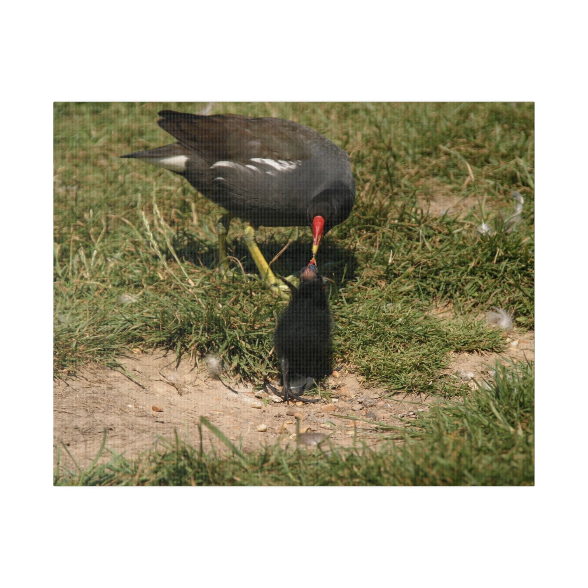 Mother Moorhen Feeding Her Chick, Matte Canvas, Stretched, 0.75" - The Trio Synergize Group