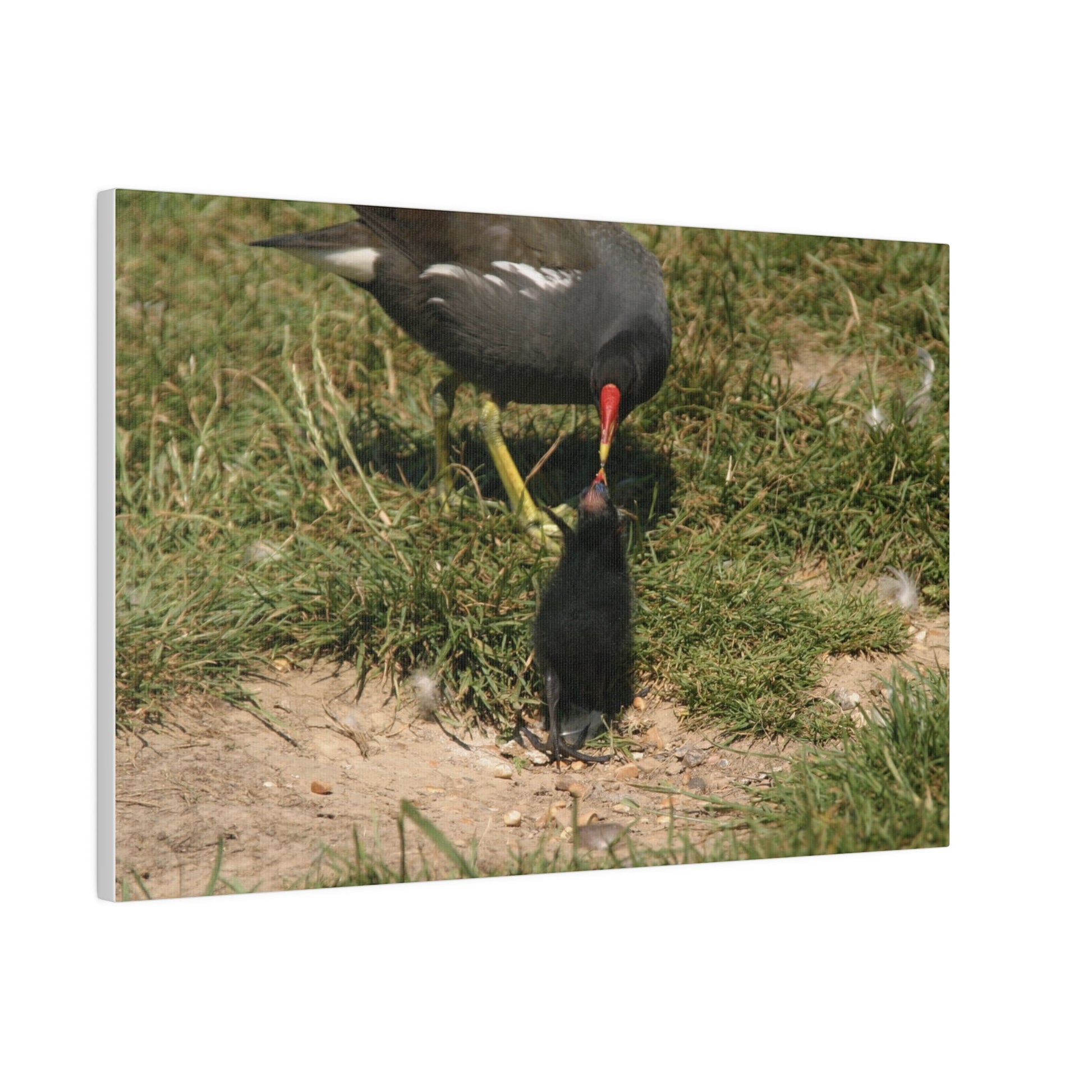 Mother Moorhen Feeding Her Chick, Matte Canvas, Stretched, 0.75" - The Trio Synergize Group