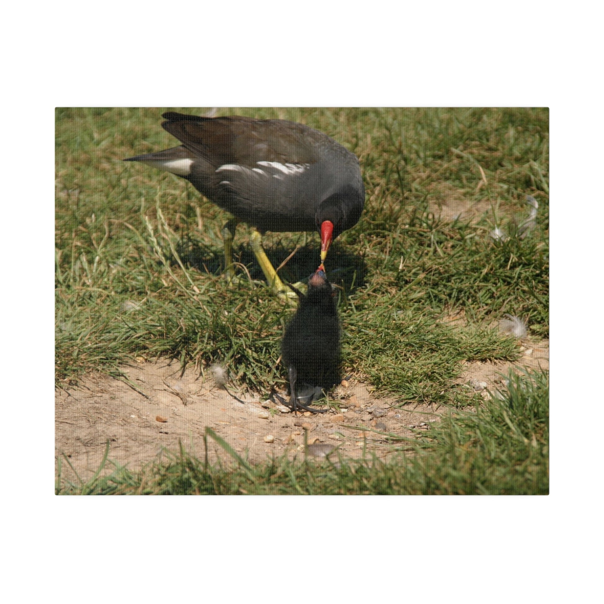 Mother Moorhen Feeding Her Chick, Matte Canvas, Stretched, 0.75" - The Trio Synergize Group