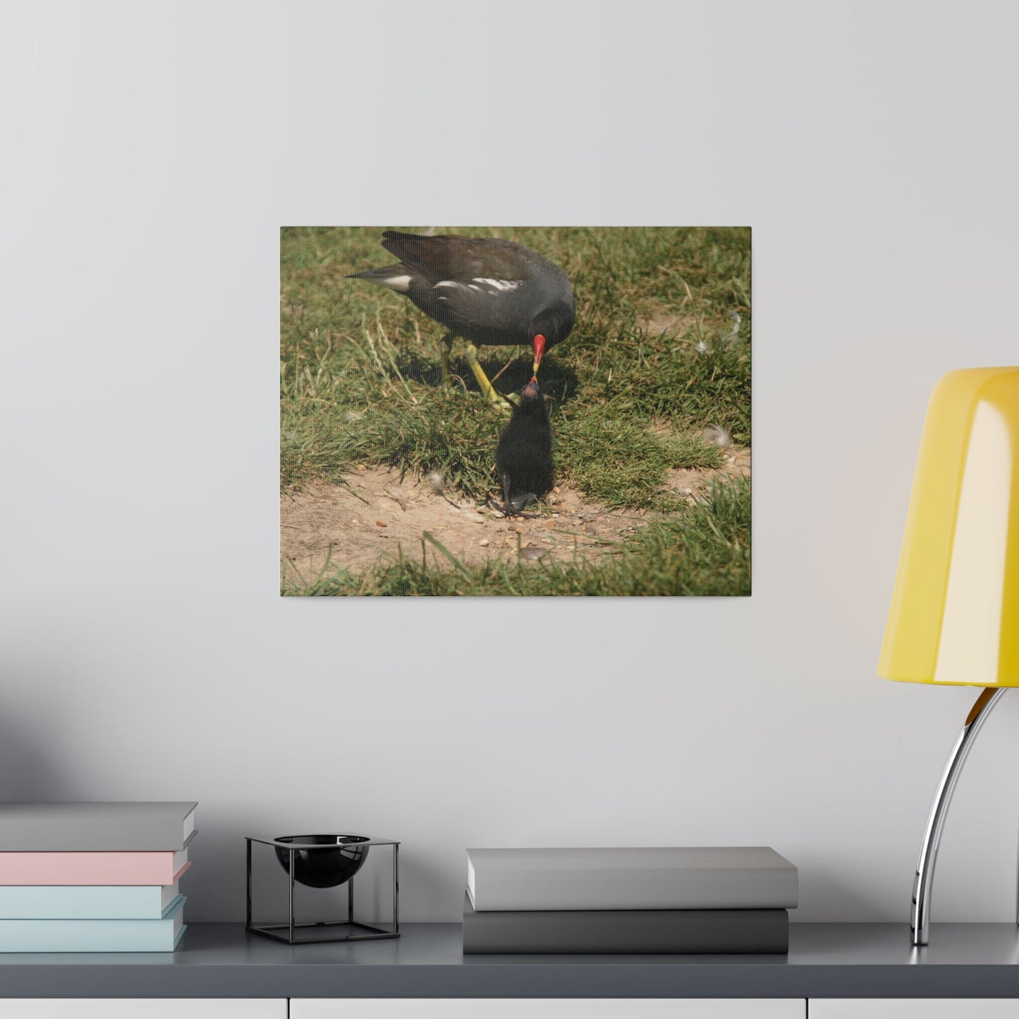 Mother Moorhen Feeding Her Chick, Matte Canvas, Stretched, 0.75" - The Trio Synergize Group