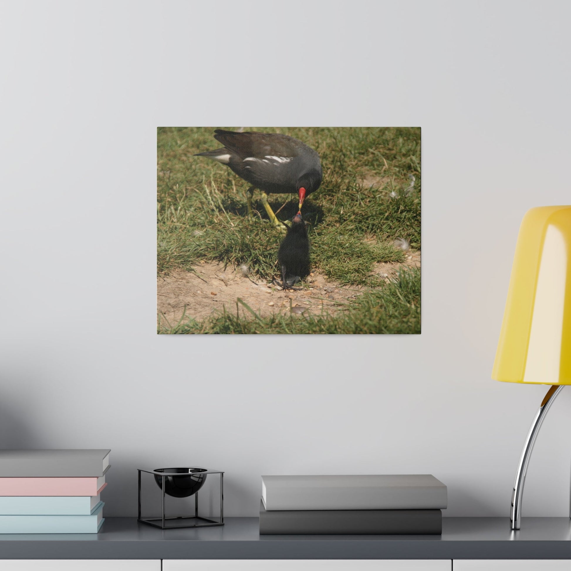 Mother Moorhen Feeding Her Chick, Matte Canvas, Stretched, 0.75" - The Trio Synergize Group