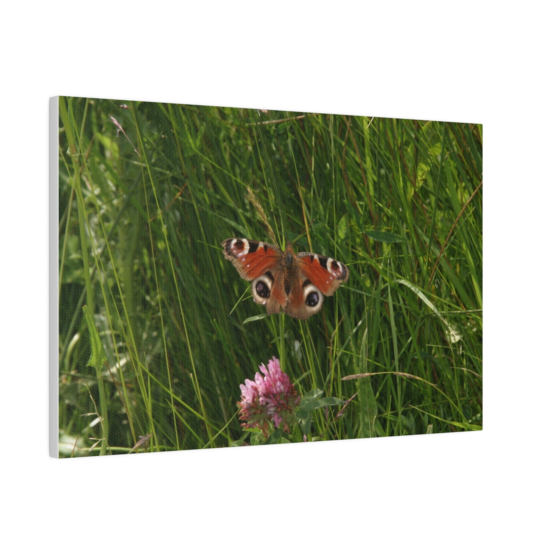 Peacock Butterfly, Matte Canvas, Stretched, 0.75" - The Trio Synergize Group