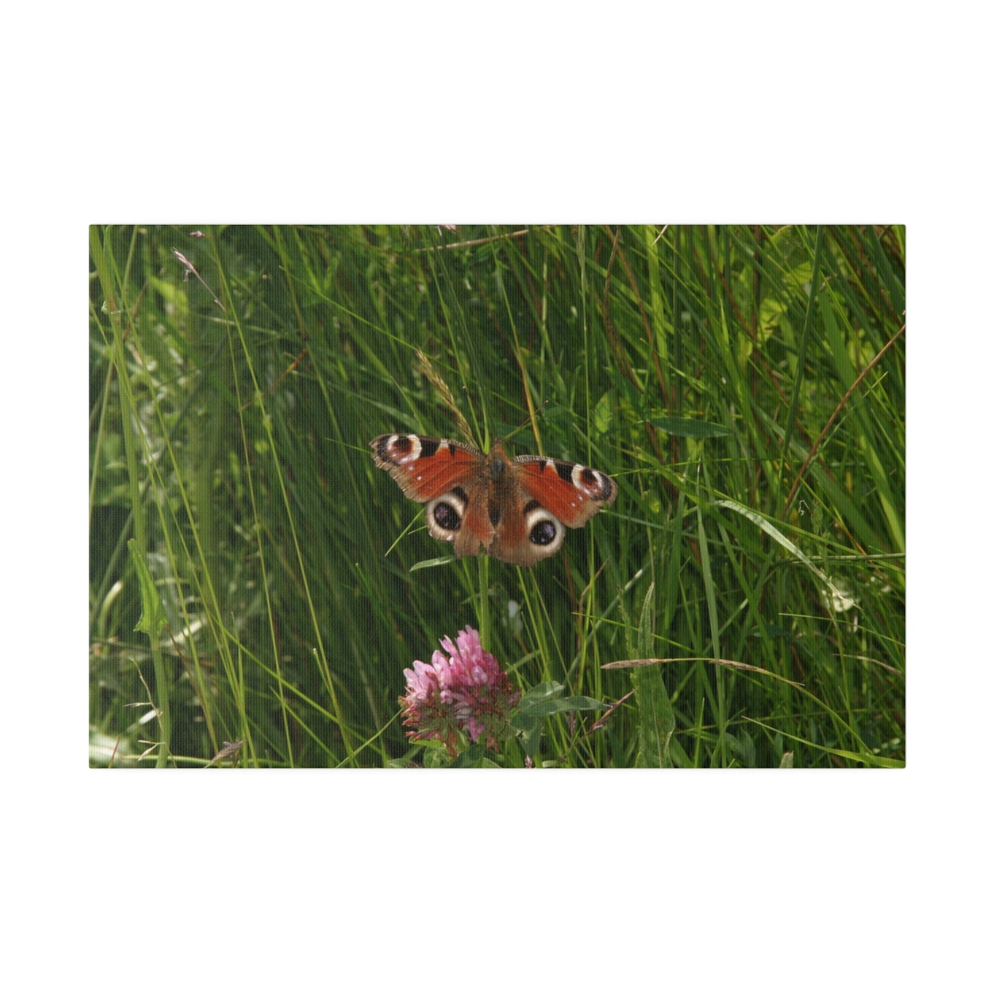 Peacock Butterfly, Matte Canvas, Stretched, 0.75" - The Trio Synergize Group
