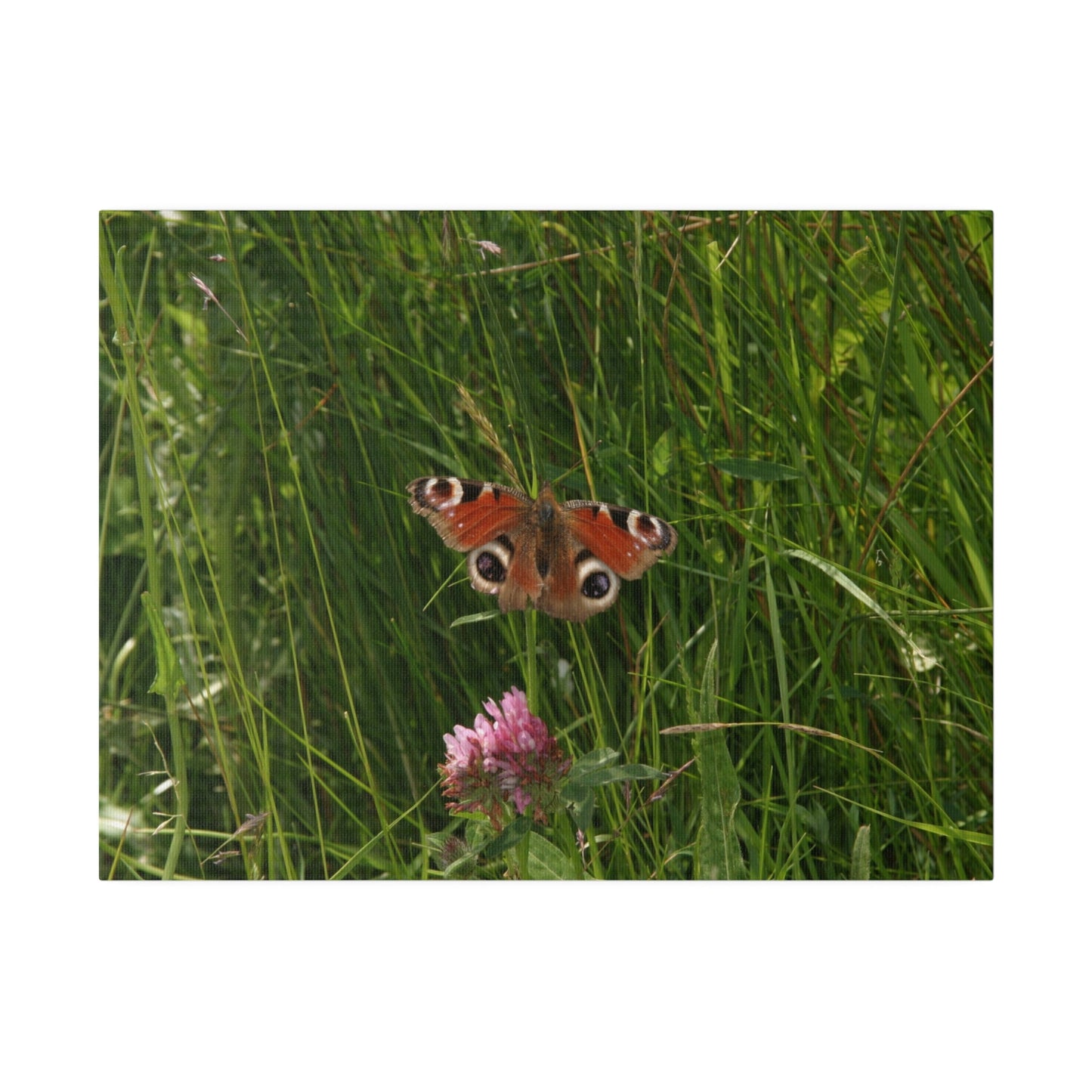 Peacock Butterfly, Matte Canvas, Stretched, 0.75" - The Trio Synergize Group