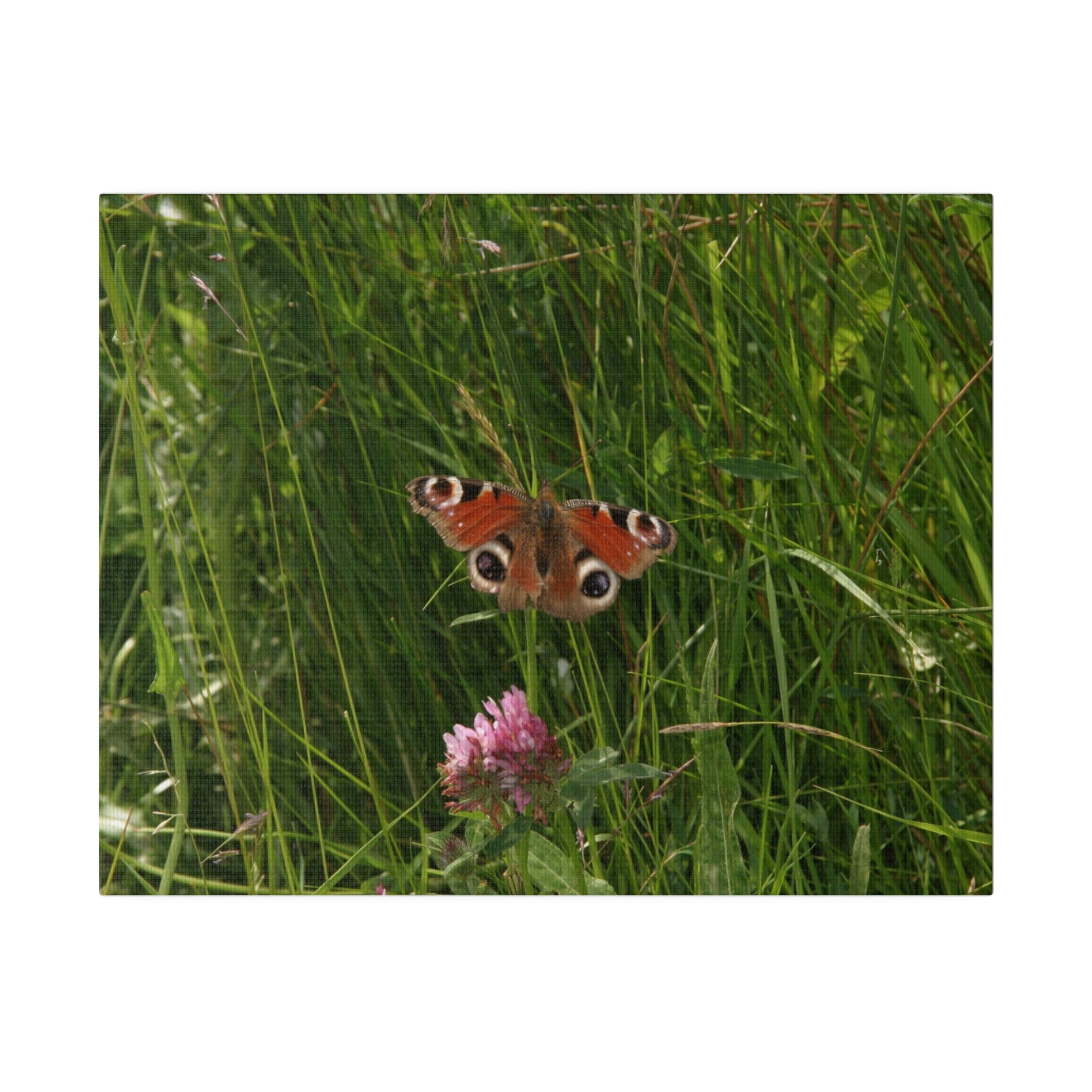 Peacock Butterfly, Matte Canvas, Stretched, 0.75" - The Trio Synergize Group