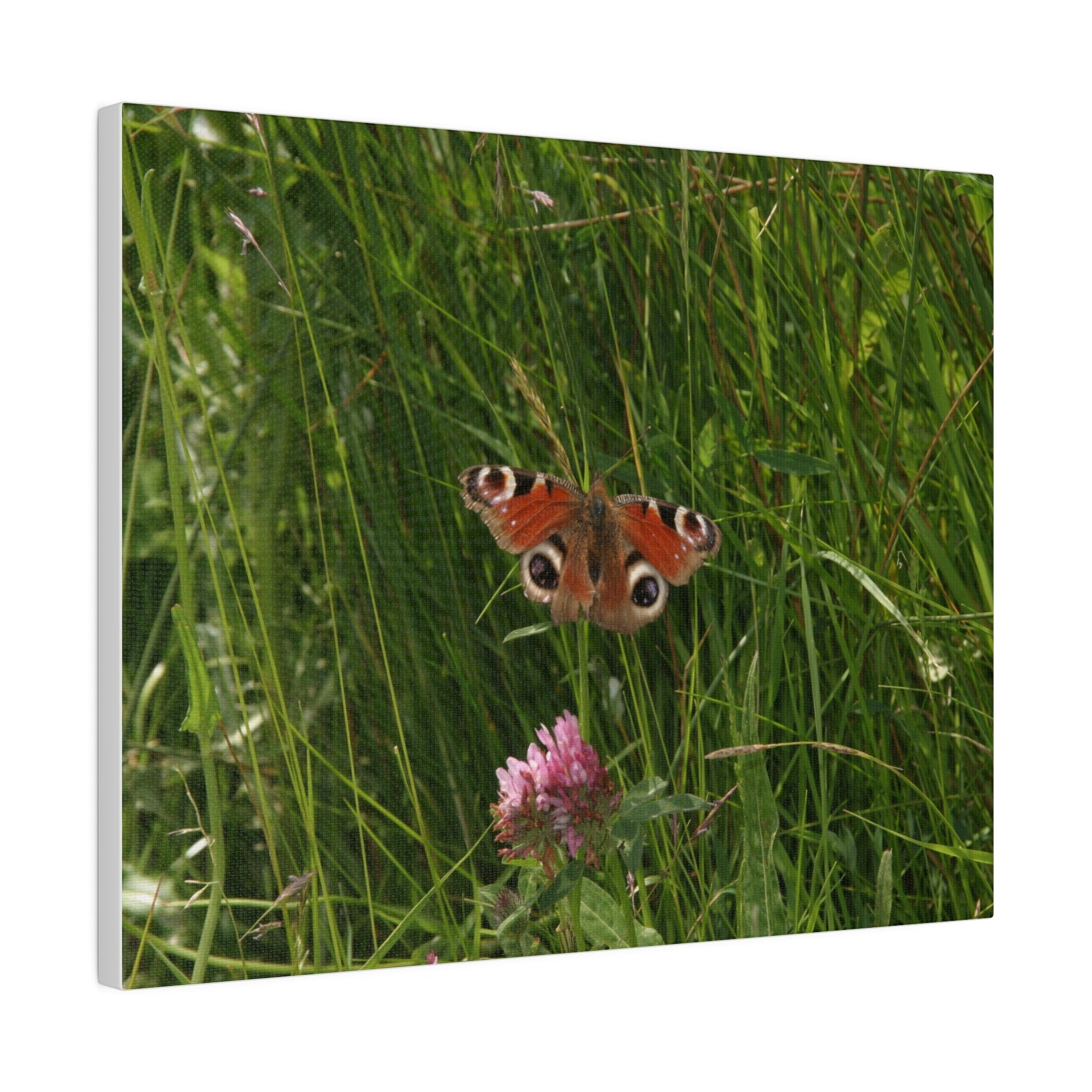 Peacock Butterfly, Matte Canvas, Stretched, 0.75" - The Trio Synergize Group
