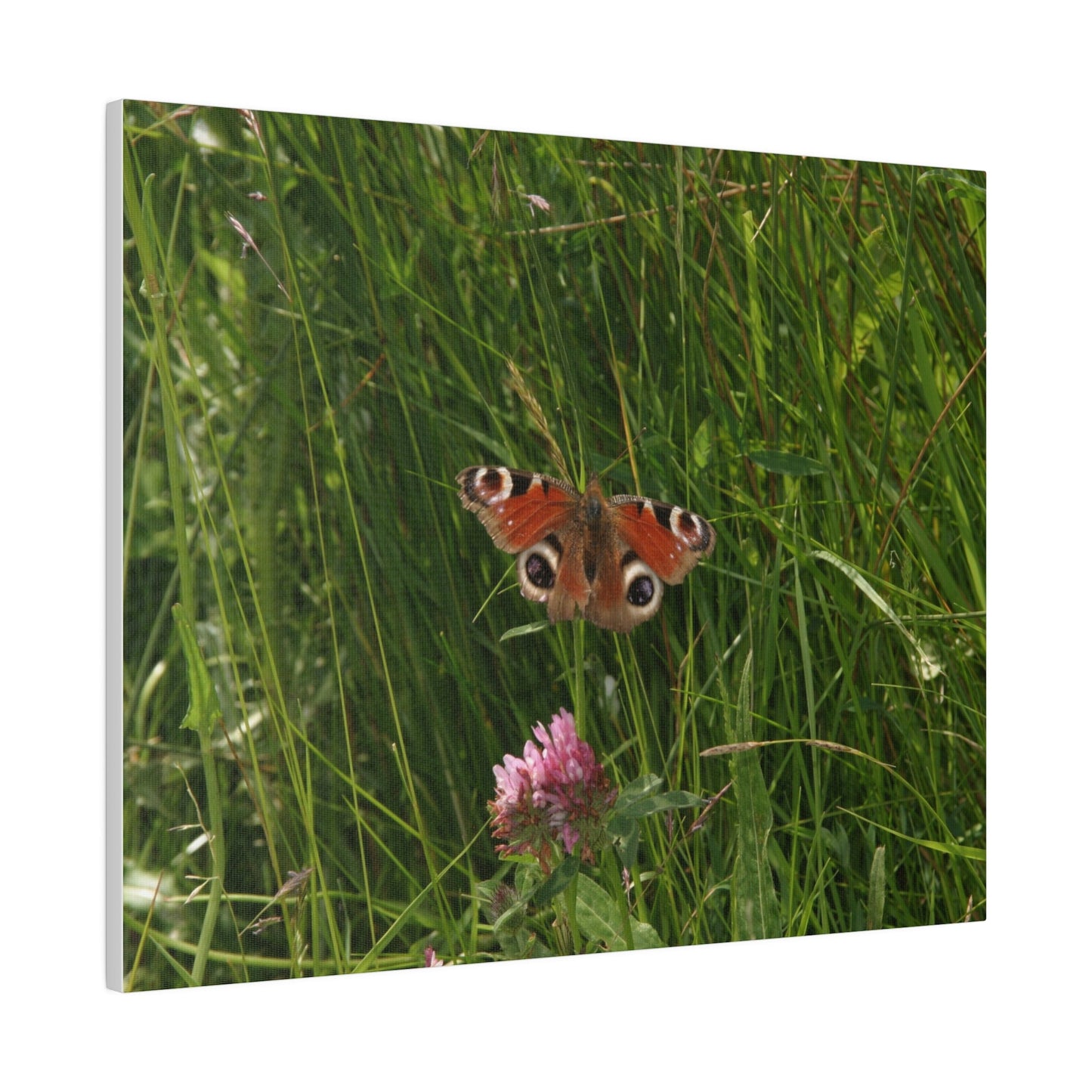Peacock Butterfly, Matte Canvas, Stretched, 0.75" - The Trio Synergize Group