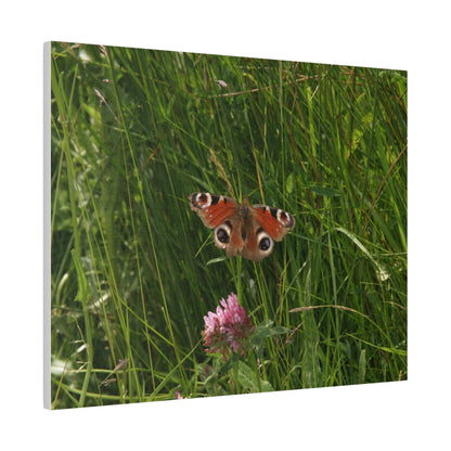 Peacock Butterfly, Matte Canvas, Stretched, 0.75" - The Trio Synergize Group