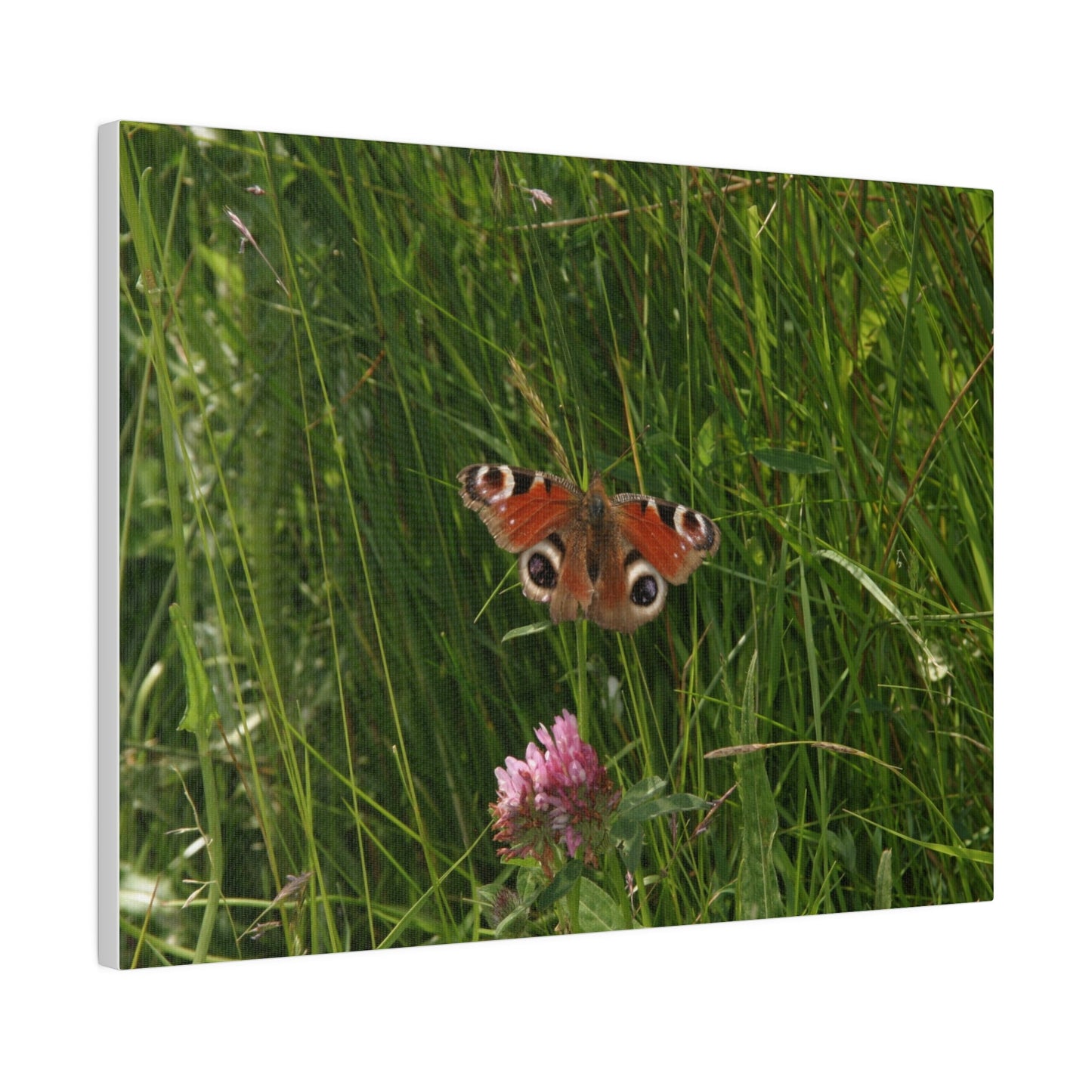 Peacock Butterfly, Matte Canvas, Stretched, 0.75" - The Trio Synergize Group