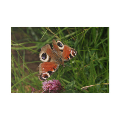 Peacock Butterfly On A Flower, Matte Canvas, Stretched, 0.75" - The Trio Synergize Group