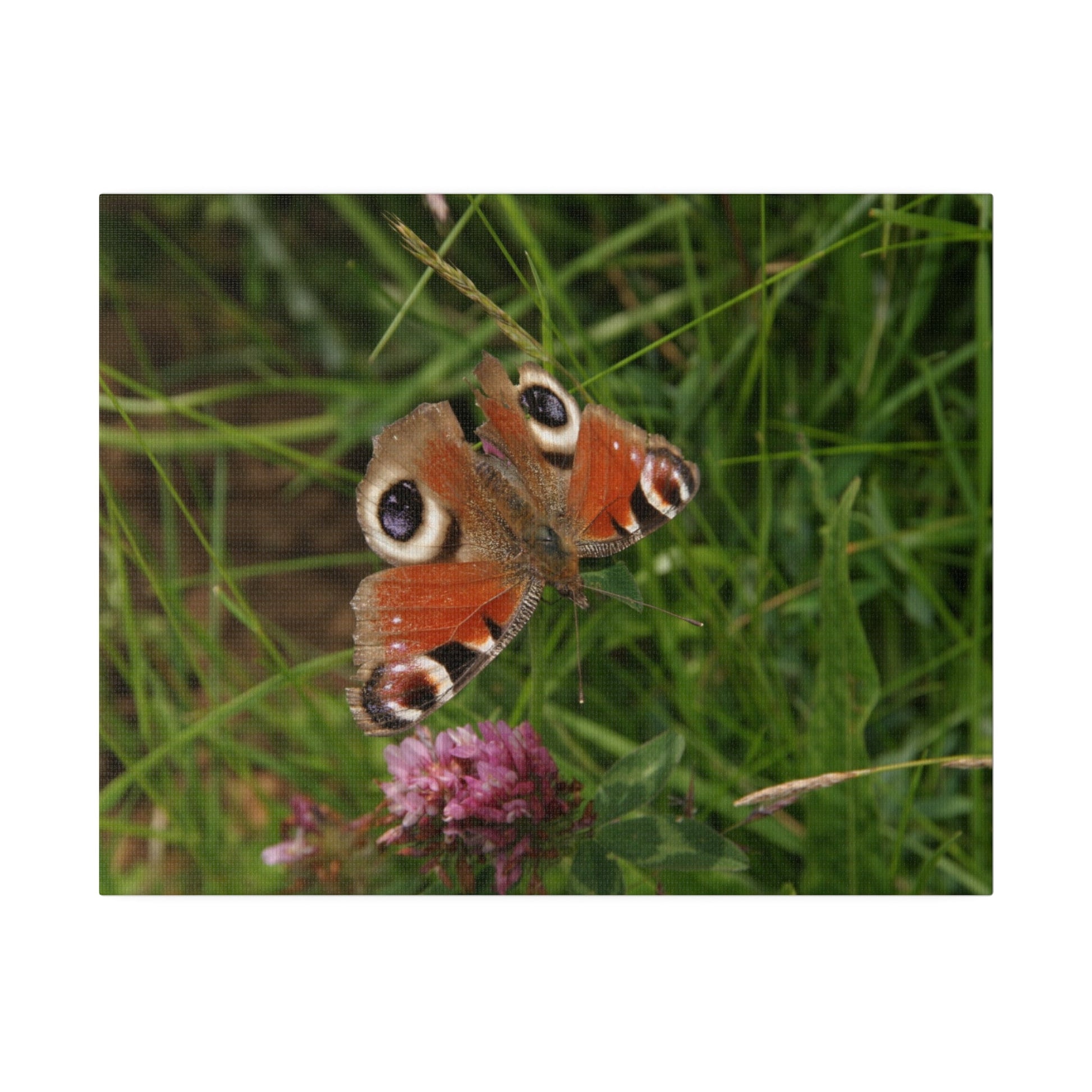 Peacock Butterfly On A Flower, Matte Canvas, Stretched, 0.75" - The Trio Synergize Group
