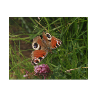 Peacock Butterfly On A Flower, Matte Canvas, Stretched, 0.75" - The Trio Synergize Group