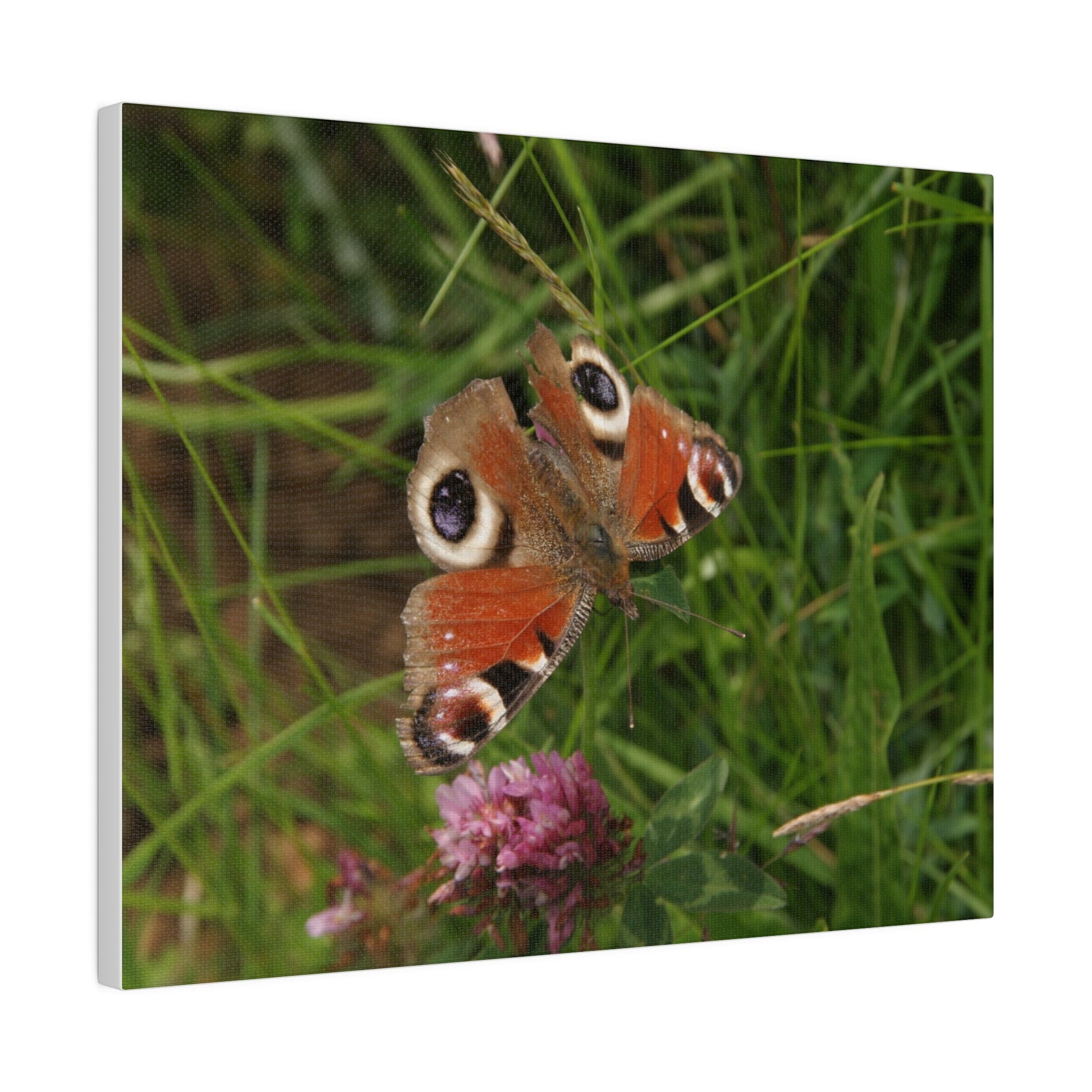 Peacock Butterfly On A Flower, Matte Canvas, Stretched, 0.75" - The Trio Synergize Group
