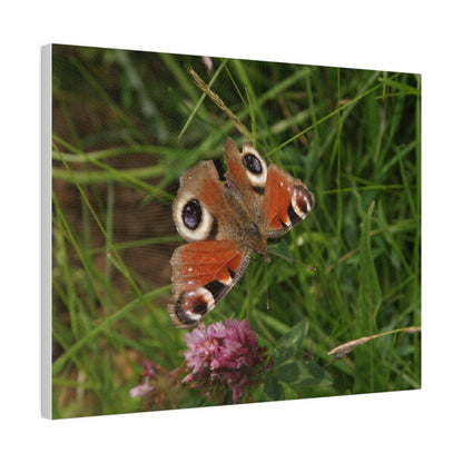 Peacock Butterfly On A Flower, Matte Canvas, Stretched, 0.75" - The Trio Synergize Group