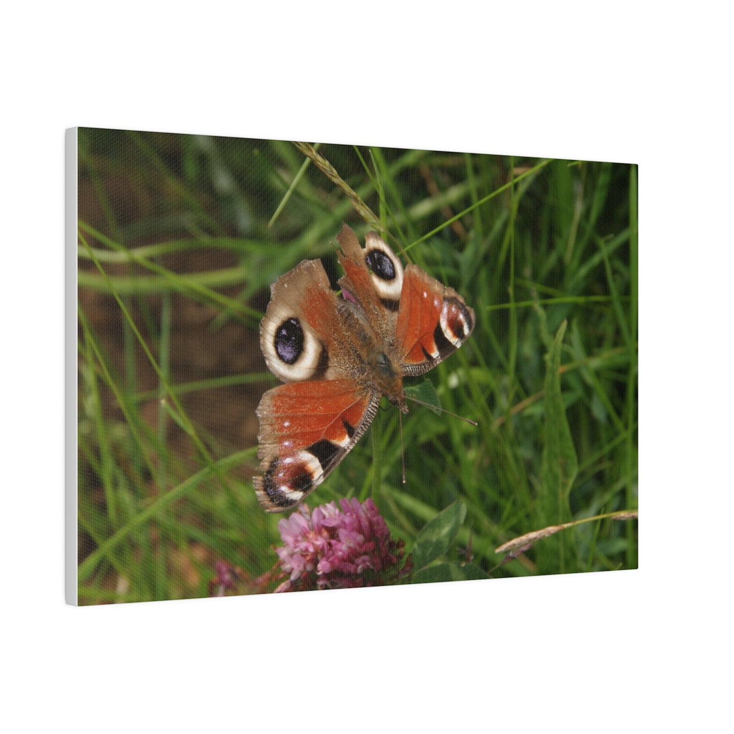 Peacock Butterfly On A Flower, Matte Canvas, Stretched, 0.75" - The Trio Synergize Group