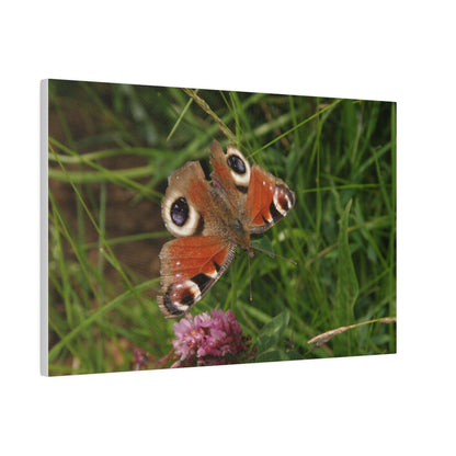 Peacock Butterfly On A Flower, Matte Canvas, Stretched, 0.75" - The Trio Synergize Group